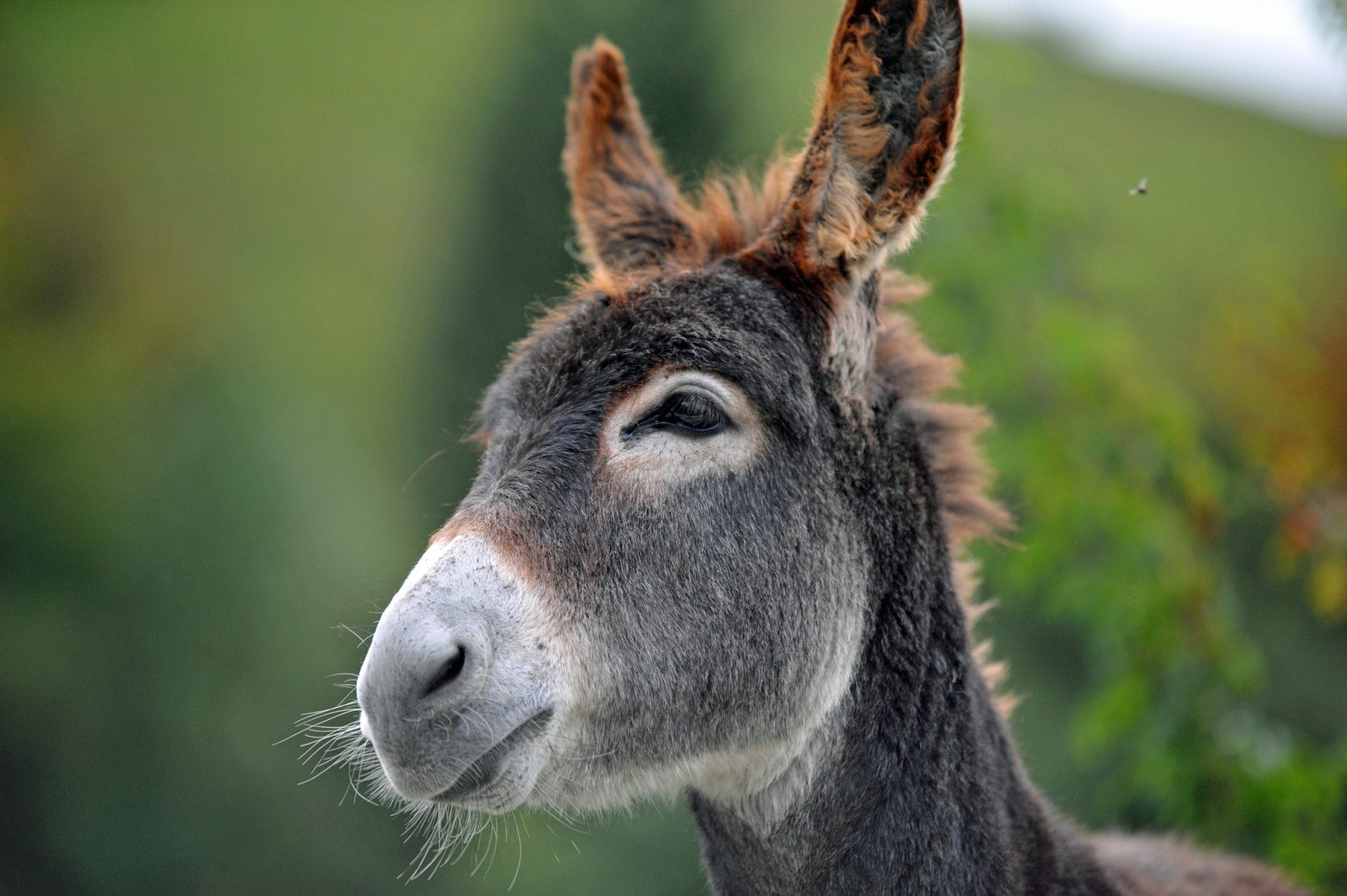 Donkey's head