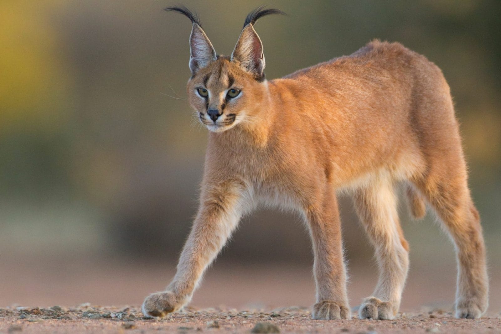 Wild Caracal Captured in Chicago Suburb – One Green Planet