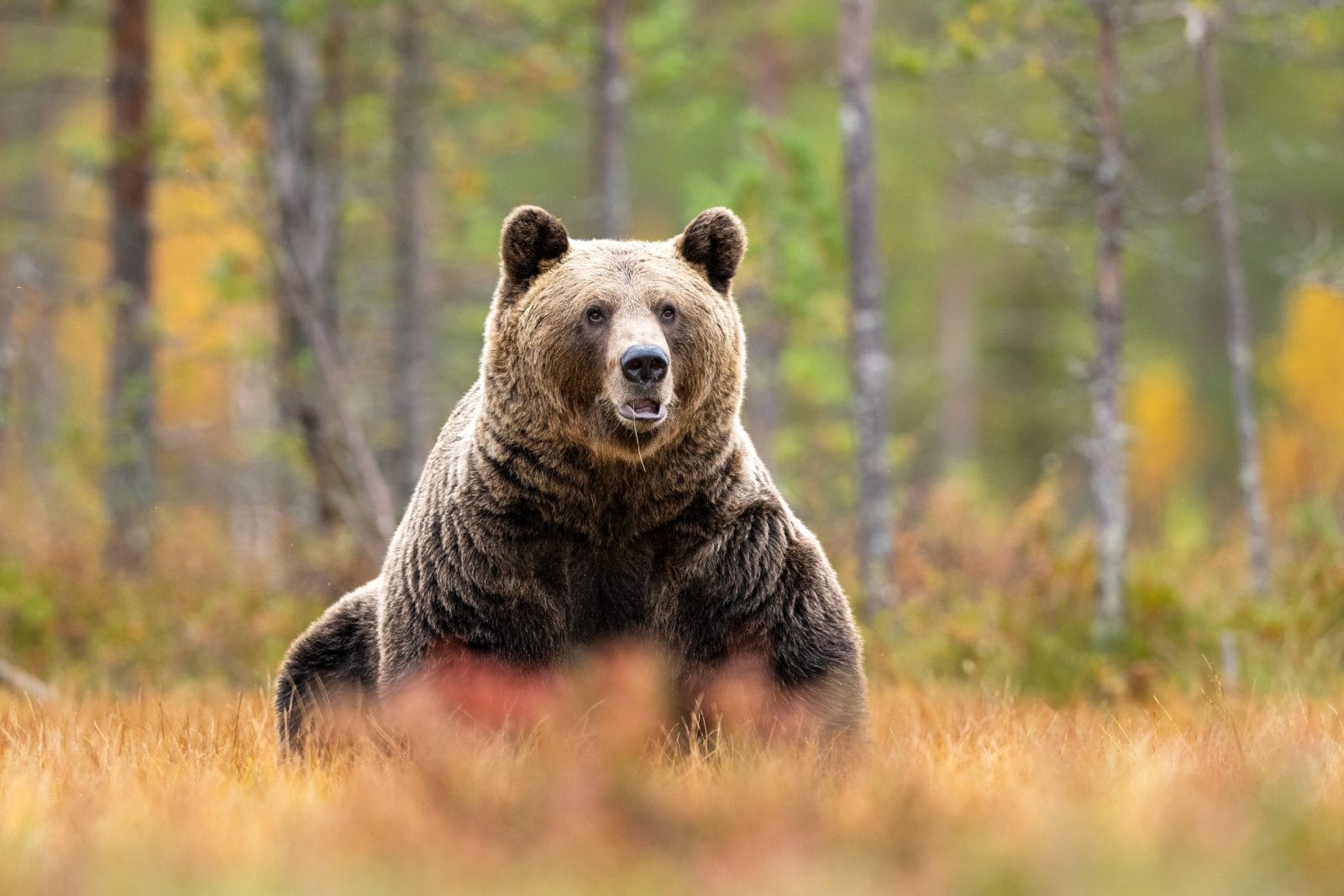 Petition: Justice for Bear 399 – Enforce Speed Limits to Protect