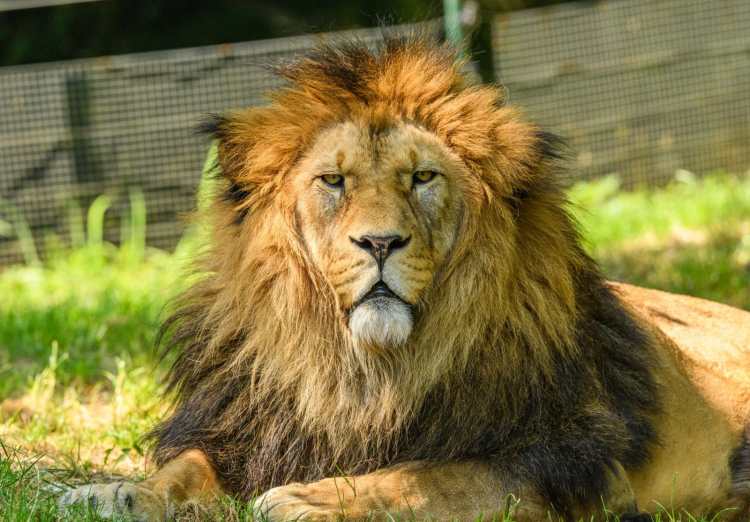 France’s Circus Lions Goliath and Coralie Begin Their Journey Home to Africa