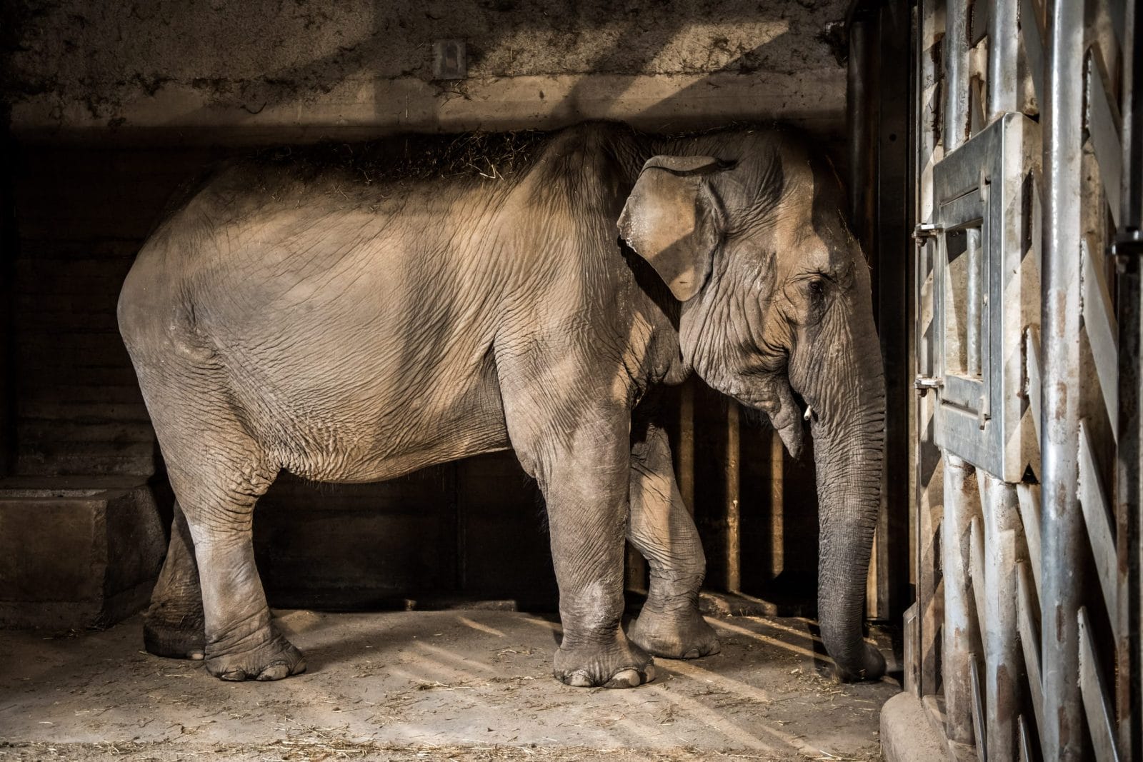 Phoenix Zoo Plans to Kill Lonely Elephant Indu Amid Outcry