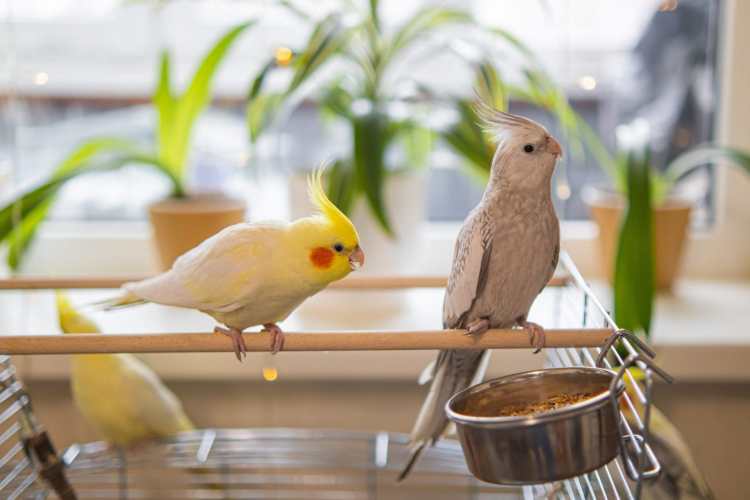 Thousands of Birds Abandoned in Shipping Crisis Rescued by Delaware Shelter