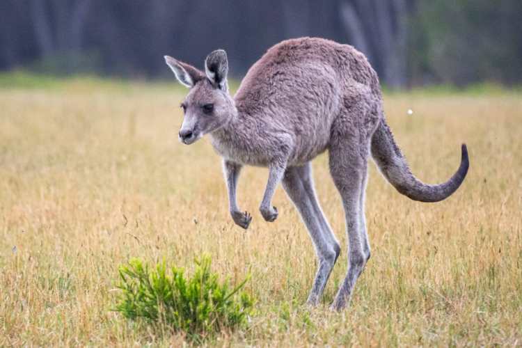 Adidas Ends Kangaroo Leather Use After Global Campaign Victory