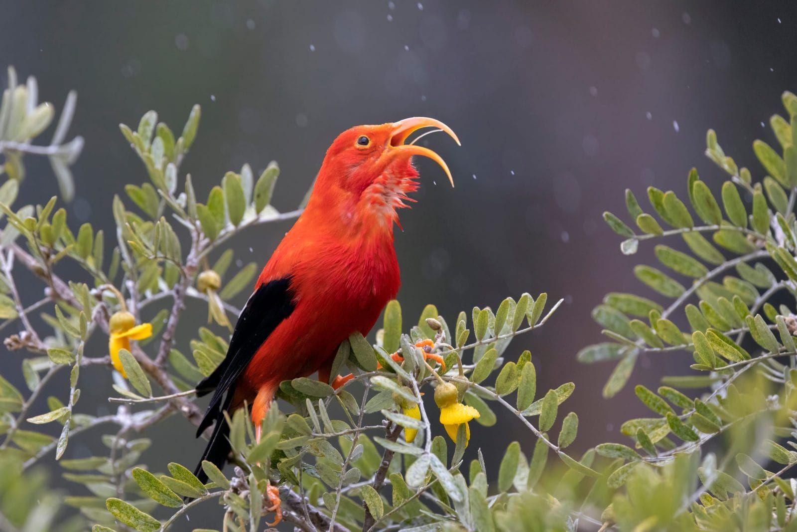 Hawaii’s Drone Mission to Save Endangered Birds by Dropping Mosquitoes Hawaii’s Drone Mission to Save Endangered Birds by Dropping Mosquitoes