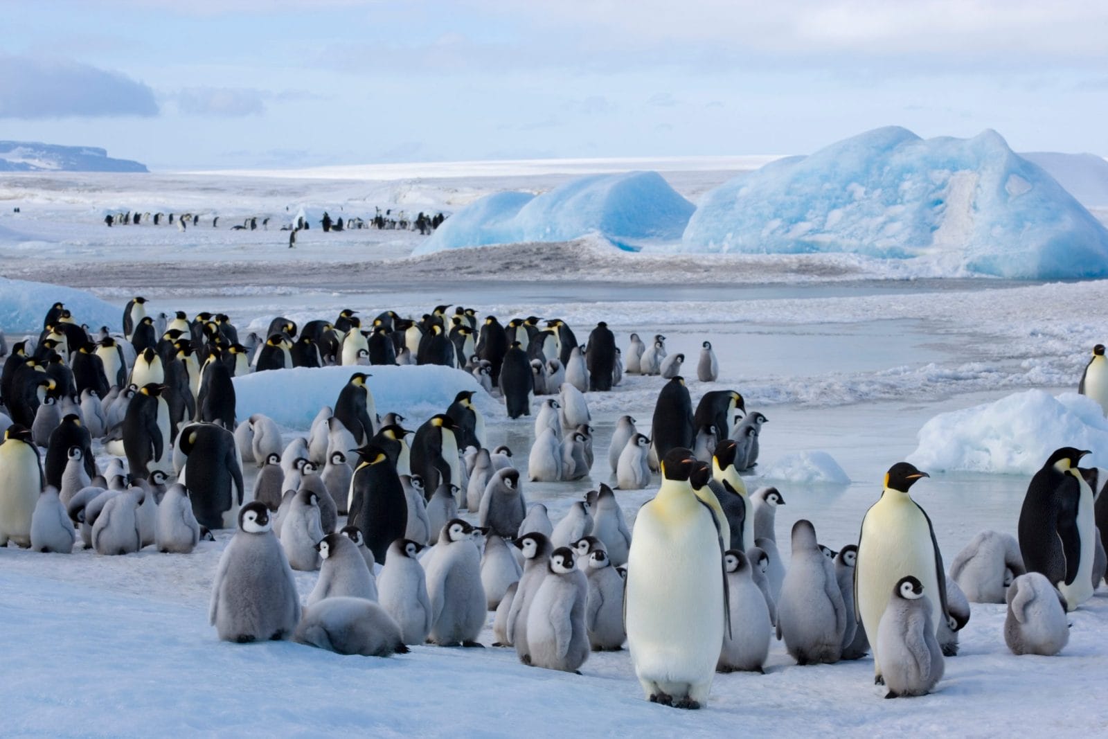 Emperor Penguin Numbers Plummet as Antarctic Sea Ice Melts