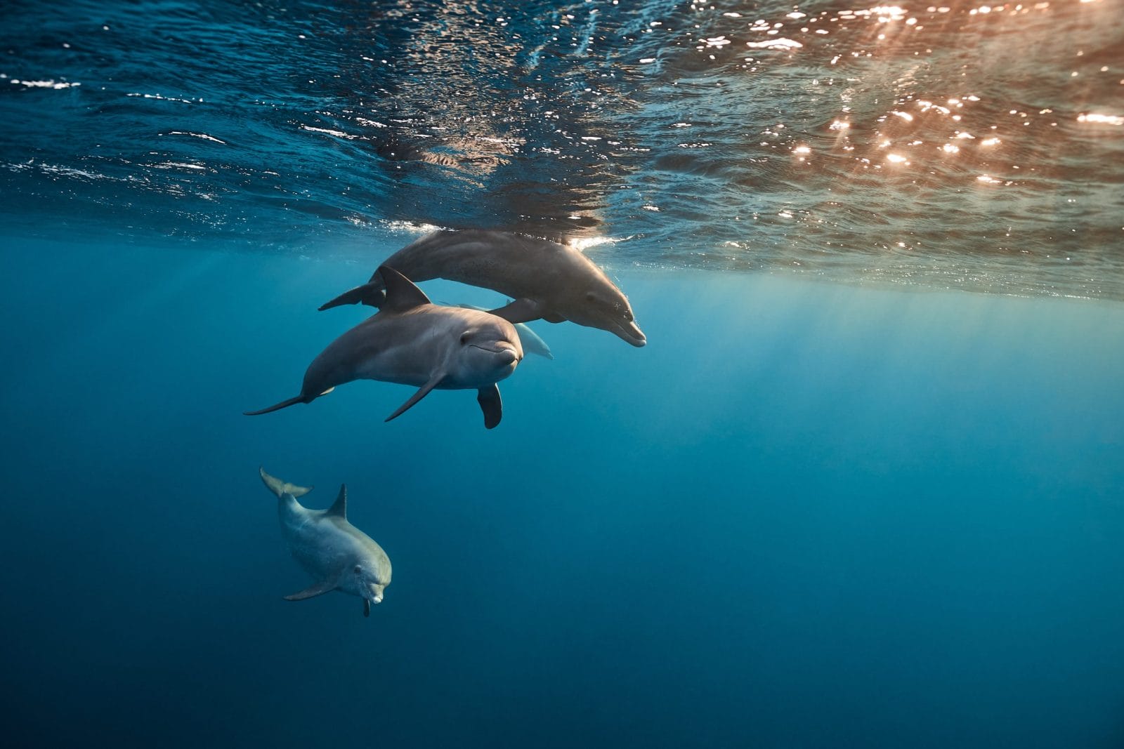 Mexico Bans Dolphin Shows in Historic Win for Animal Welfare