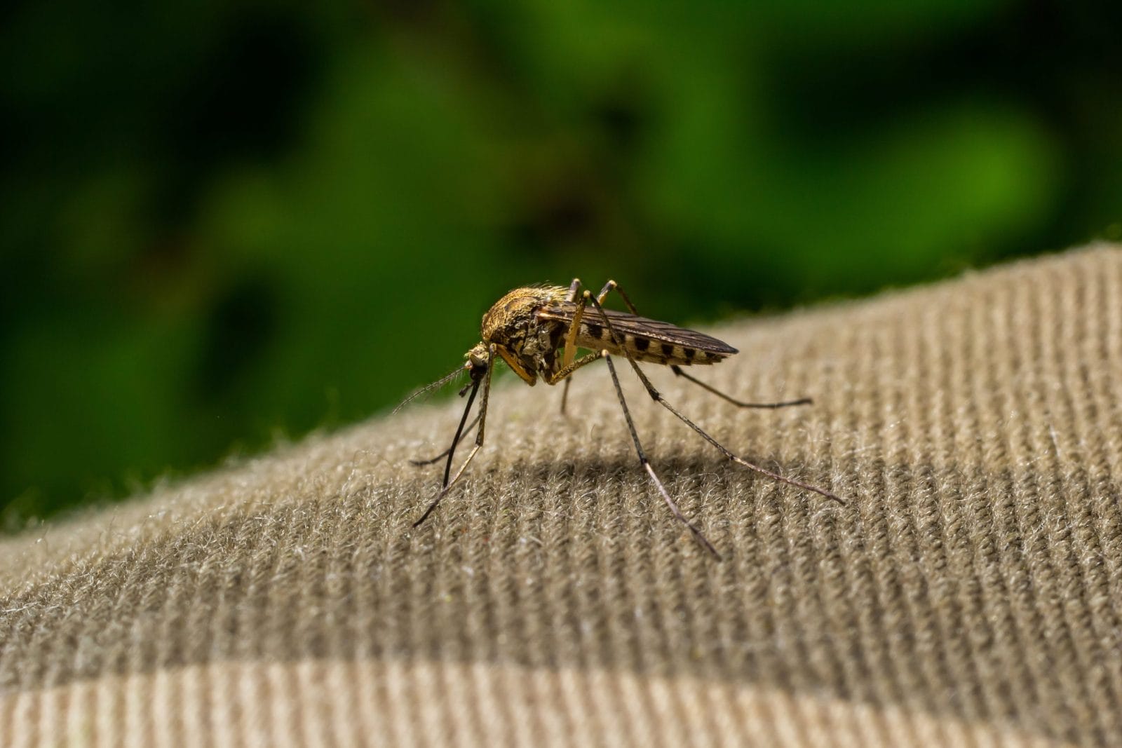 West Nile Virus Cases Surge Near Utah as Climate Change Fuels Mosquito Boom