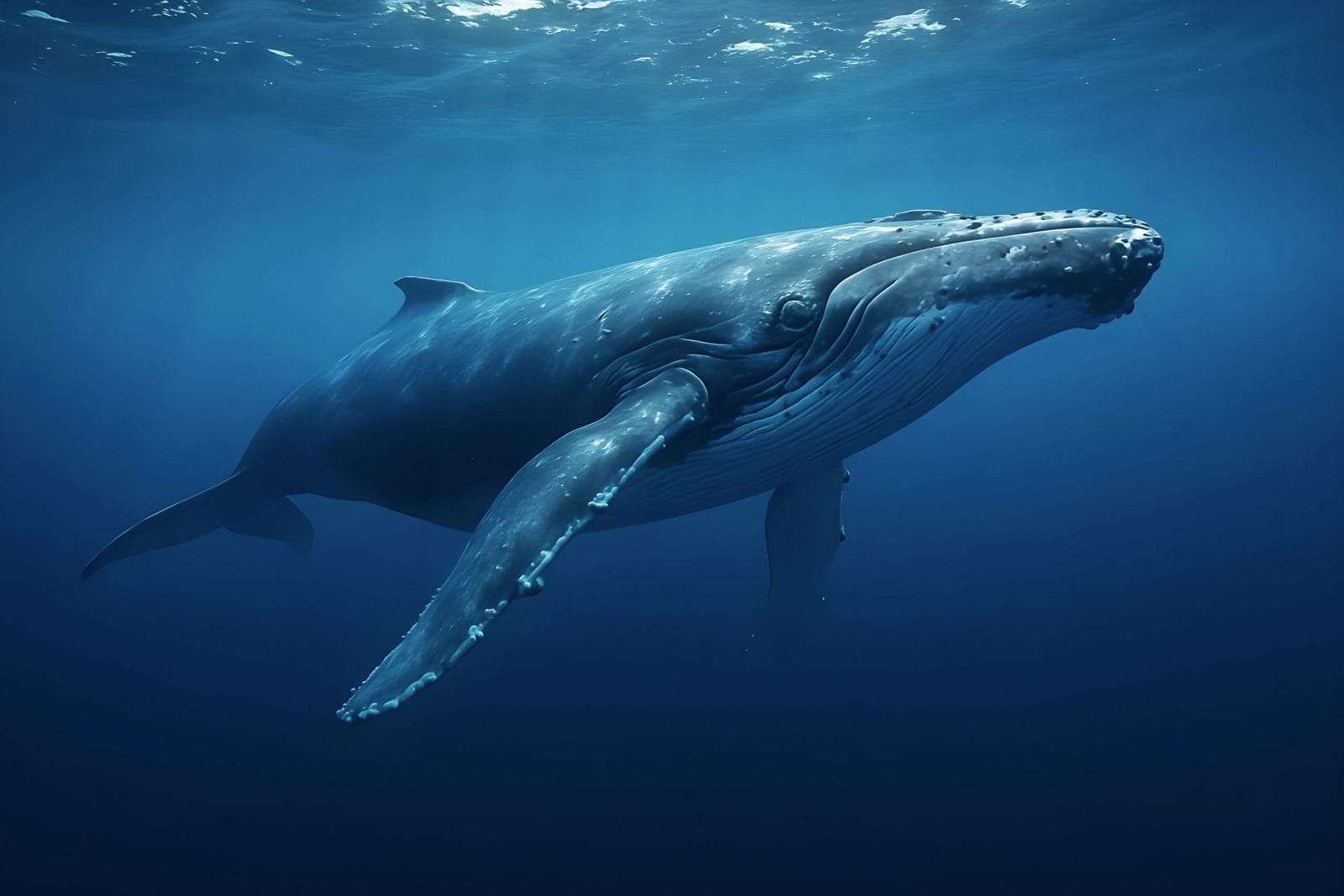 Petition: Protect Humpback Whales From Drum Lines in Australia