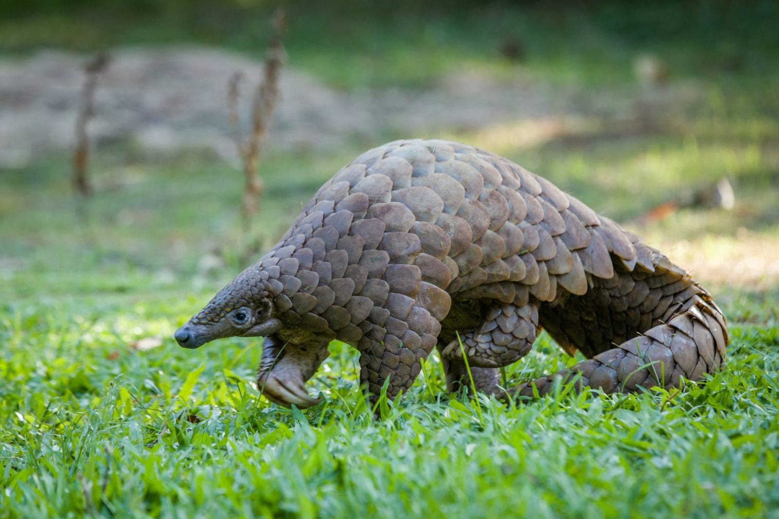 Petition: Protect Pangolins From Trafficking in the U.S. Wildlife Market – Act Now