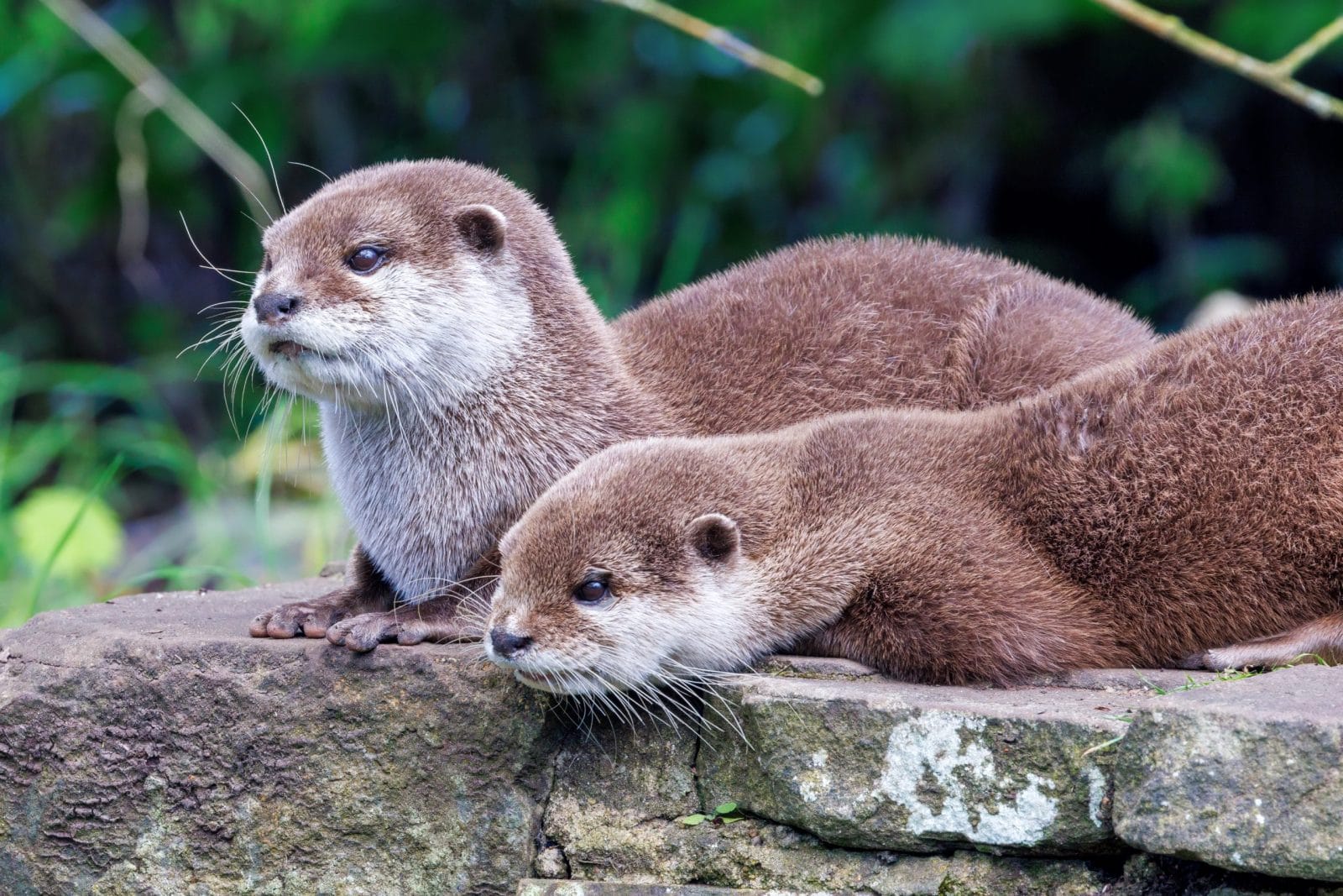 Petition: Shut Down Japan’s Cruel Otter Cafes Before It’s Too Late