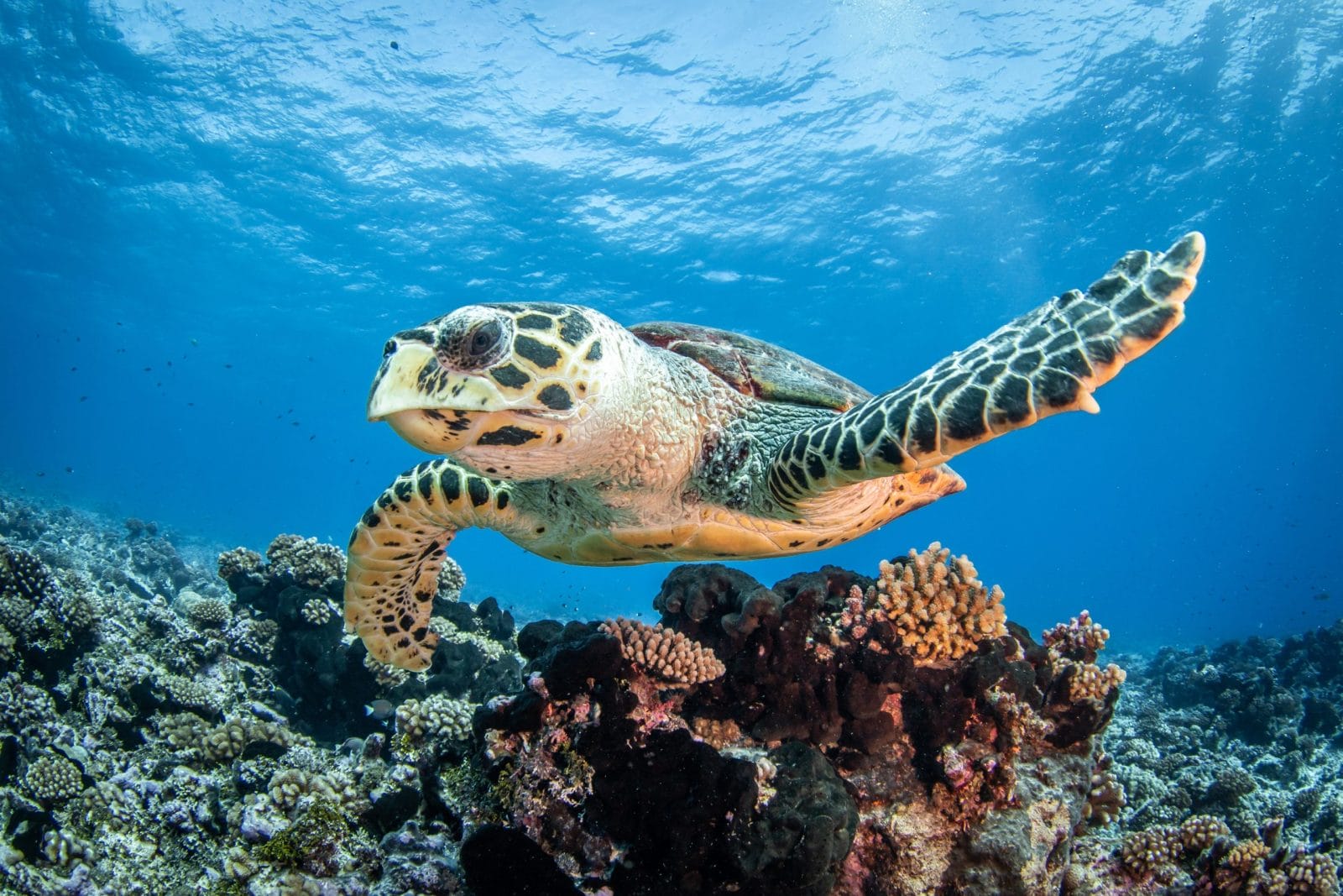 Jorge the Sea Turtle Swims Free After 41 Years in Captivity