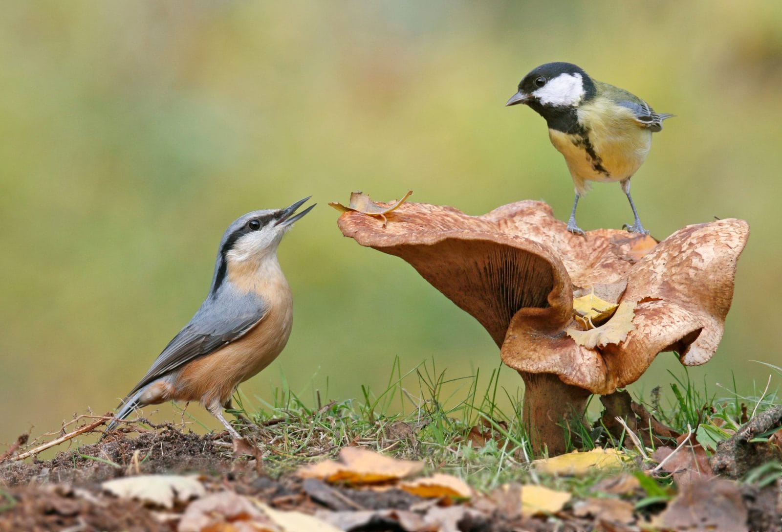 Great Tit Songbirds Found to Break Up After Breeding Seasons