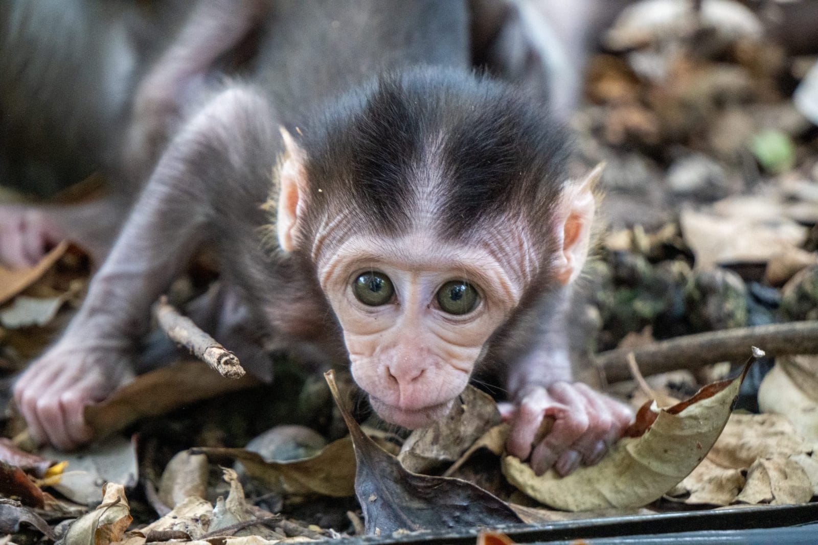 Petition: Hold Criminal Network Accountable for Abusing Monkeys in Horrific Videos