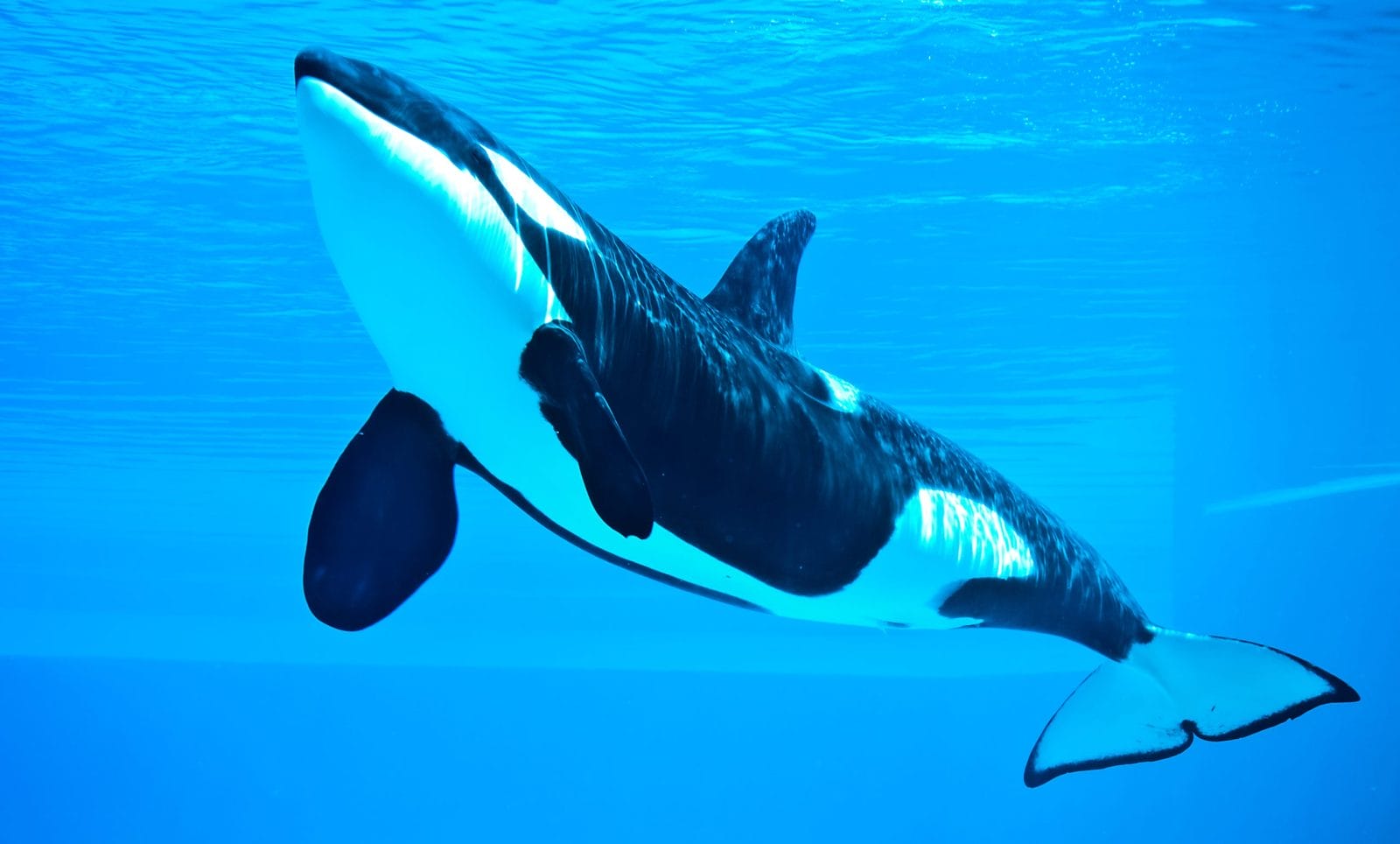 Petition: SeaWorld Must Stop Exploiting Orcas for Entertainment