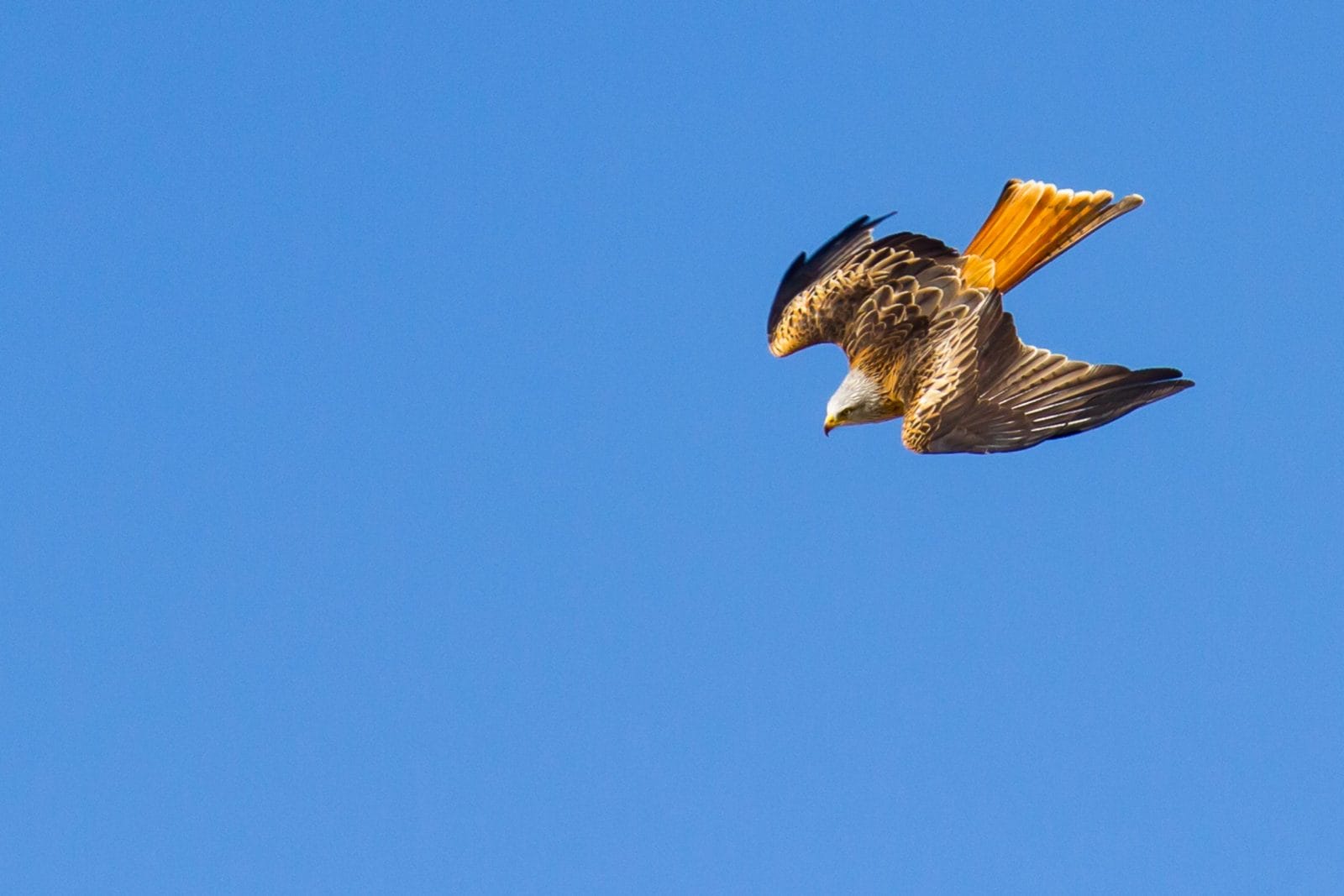 Birds Of Prey Inspire Next Generation Of Sustainable Drones