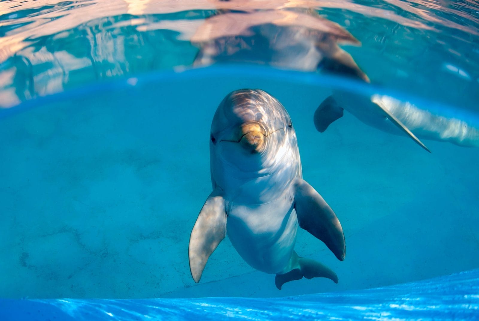 Petition: Give Dolphins Legal Personhood to Protect Them from Harm