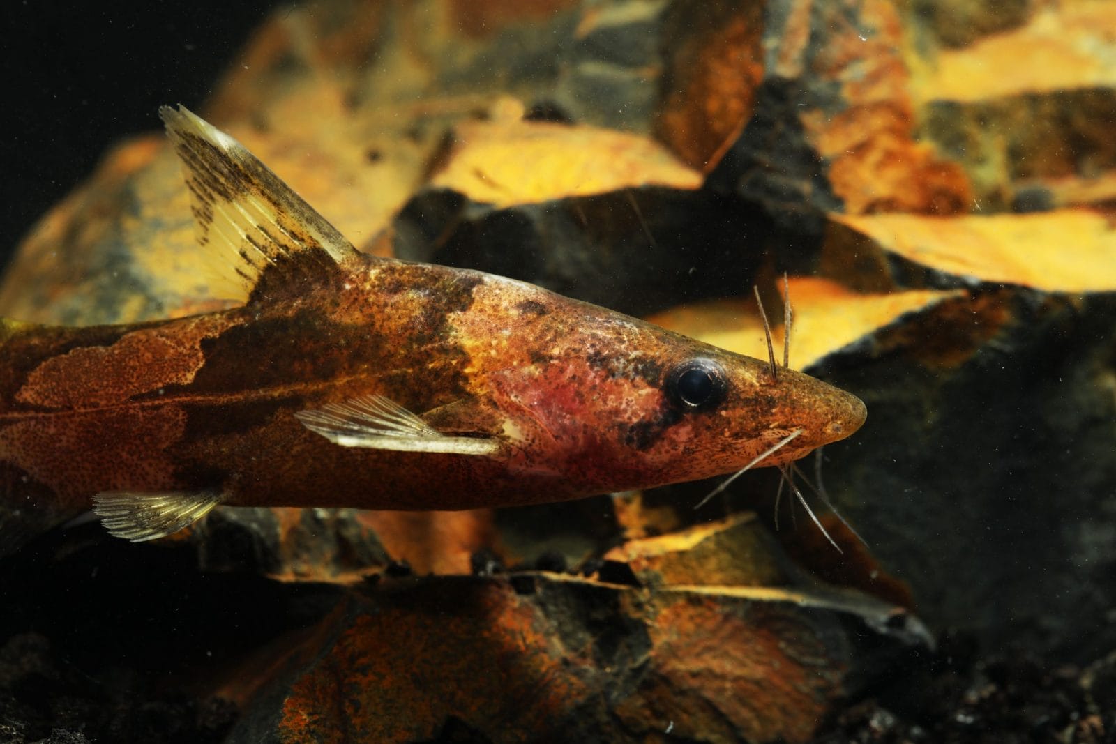 Tiny Catfish Found Climbing Brazilian Waterfalls in Stunning Discovery