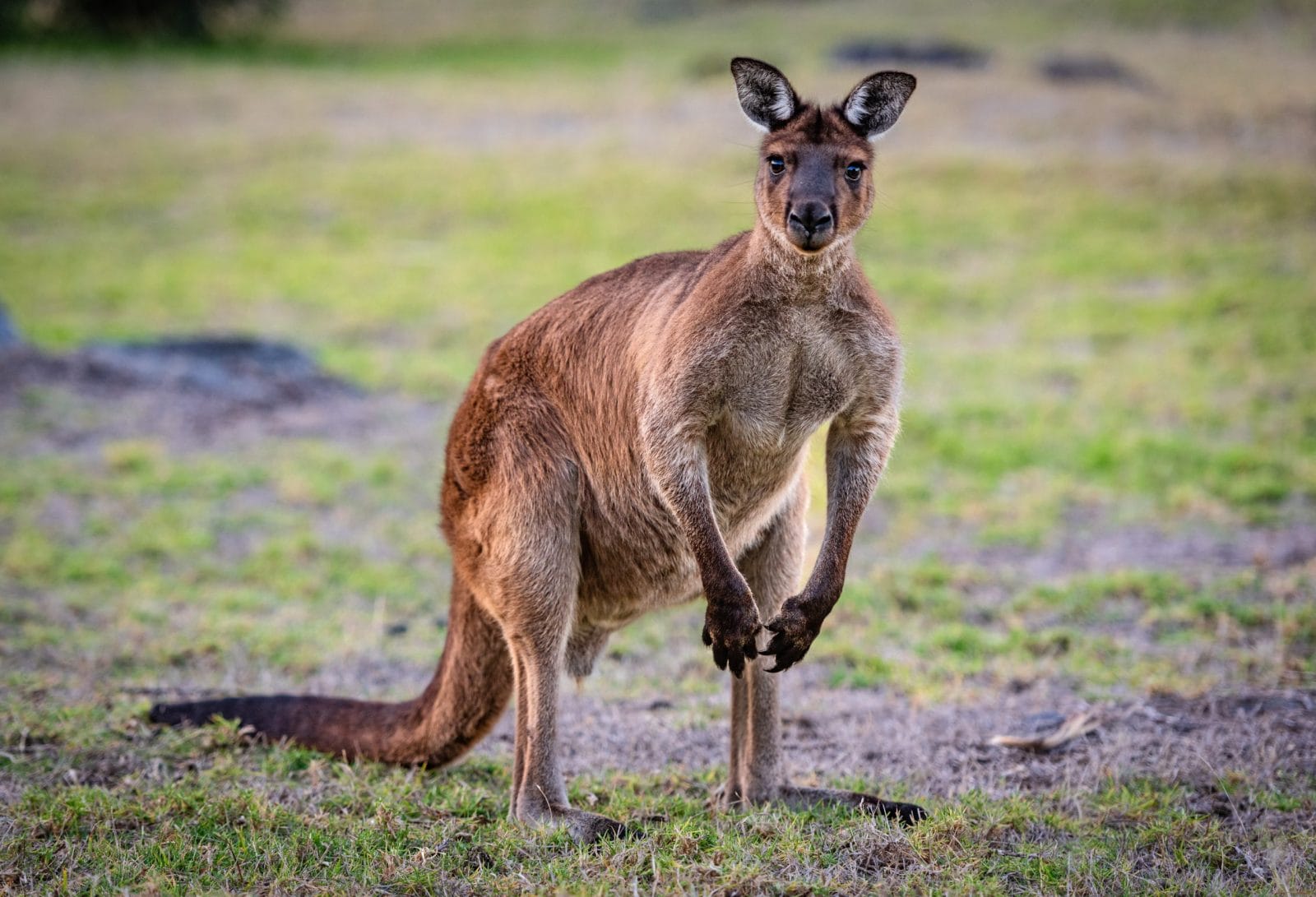 Texas Child Injured by Kangaroo Sparks Calls to End Private Exotic Animal Ownership