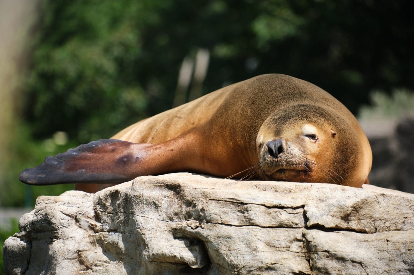 Denver Zoo Sea Lion Nick Passes Away During Wait For New Habitat