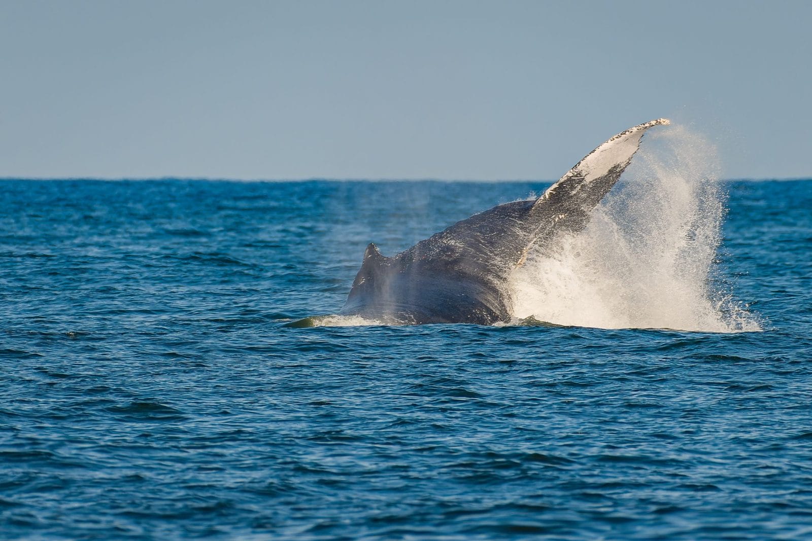 Whale Dies After Boat Collision in New Jersey Waters