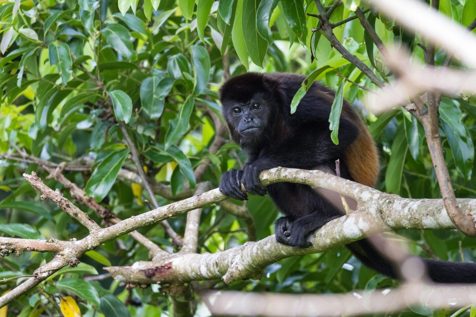 Animals Are Falling From Trees As Extreme Heat Pushes Species To The Brink