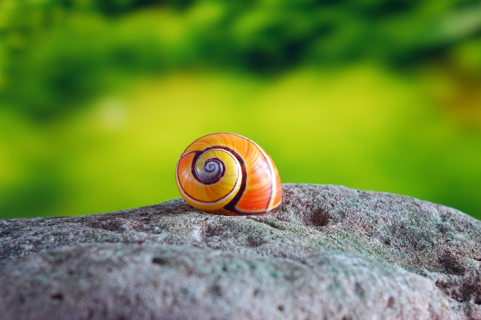Can Snails Survive in Hot Weather: Shocking Truth Revealed!
