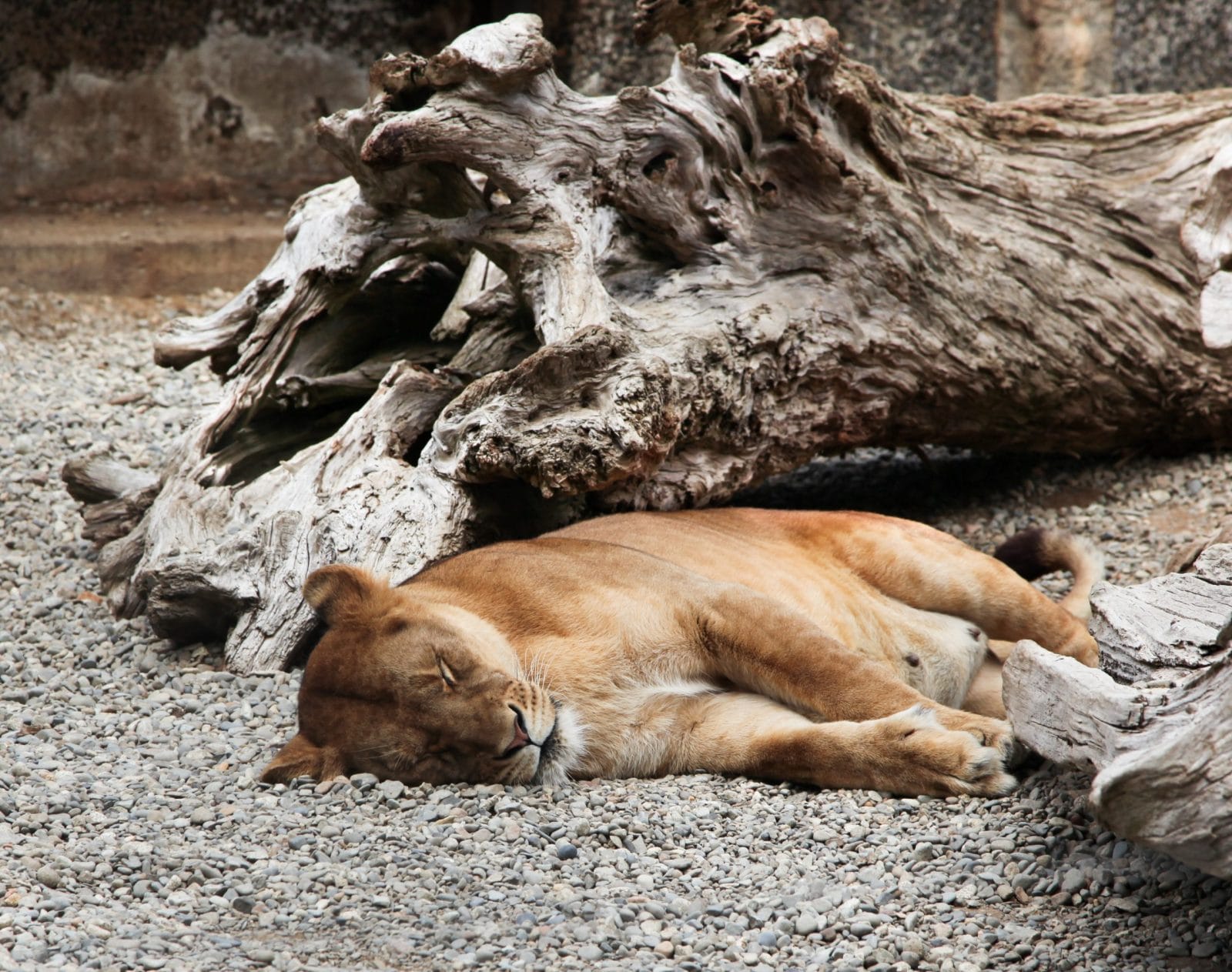Oregon Zoo Owner Faces Hundreds of Animal Neglect Charges