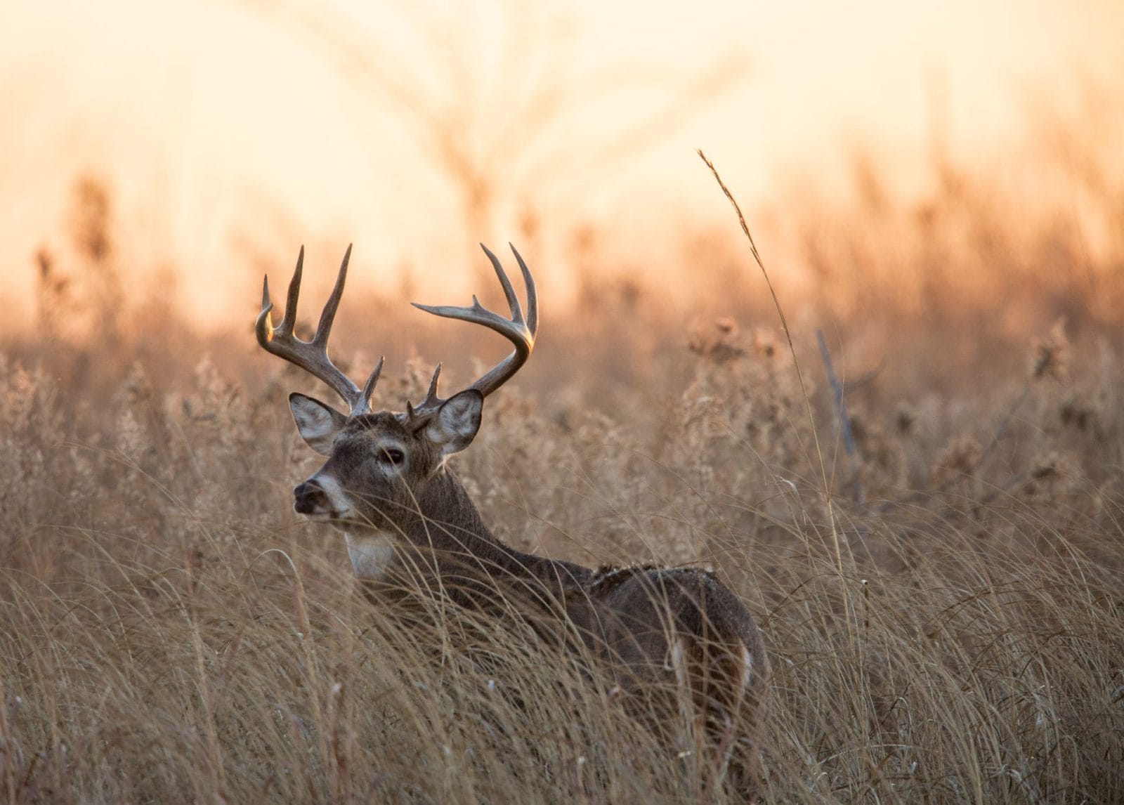 Kansas Poaching Ring Exposed After Mass Killing of Trophy Deer