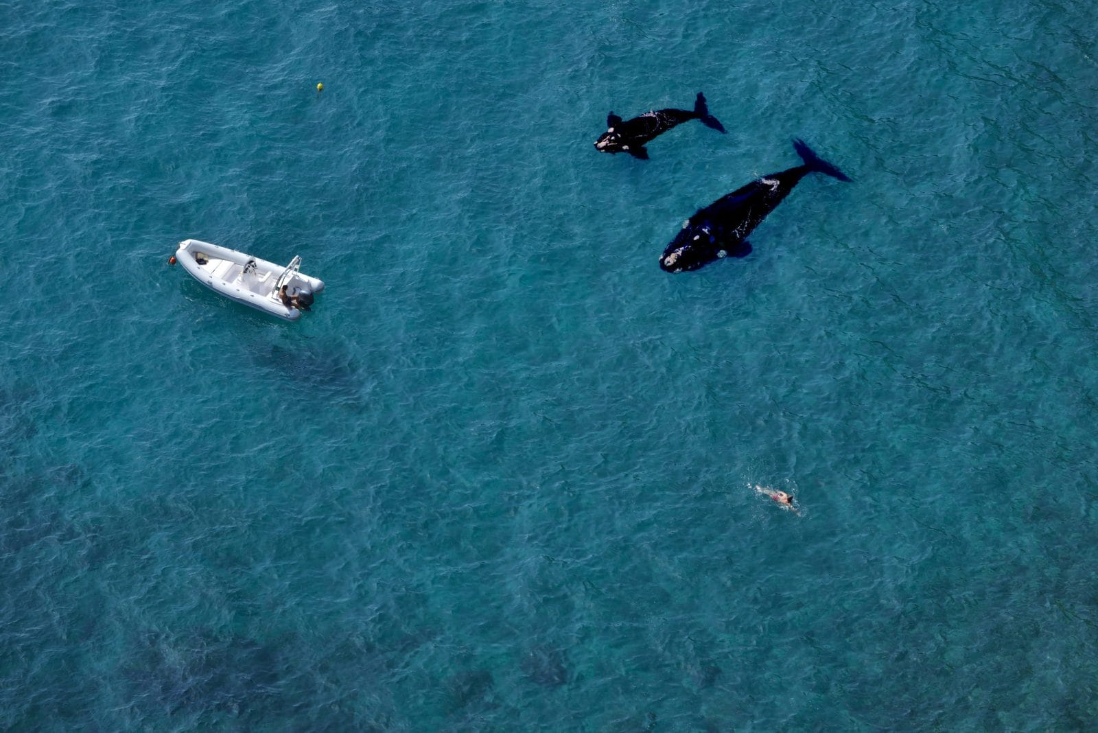Orcas Are Playing With Boats in Spain, Not Attacking Them