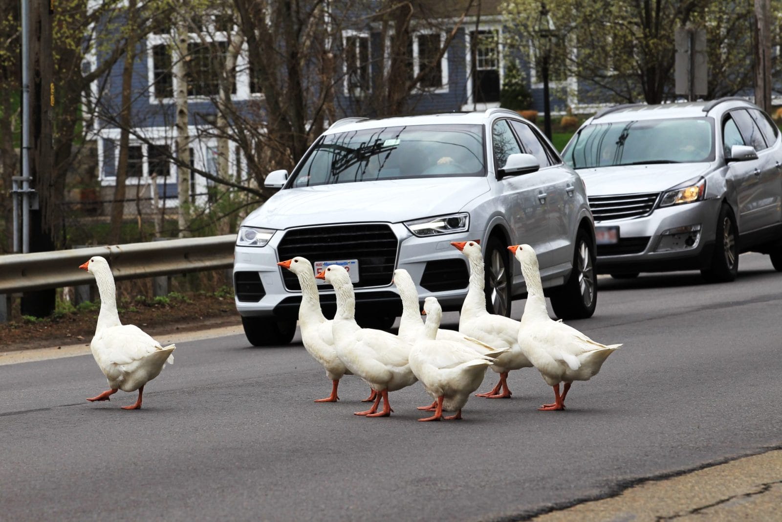 New Jersey Driver Charged With Animal Cruelty After Killing Seven Geese New Jersey Driver Charged With Animal Cruelty After Killing Seven Geese