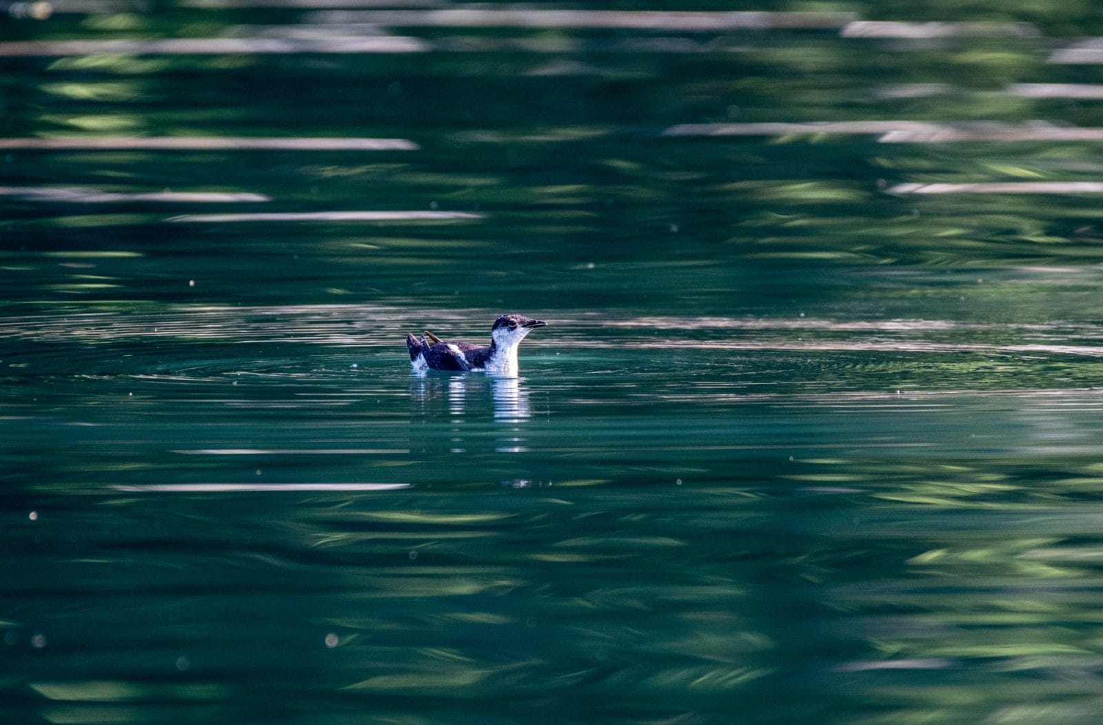 Declining Marbled Murrelet Population Highlights Urgency to Protect US Forests