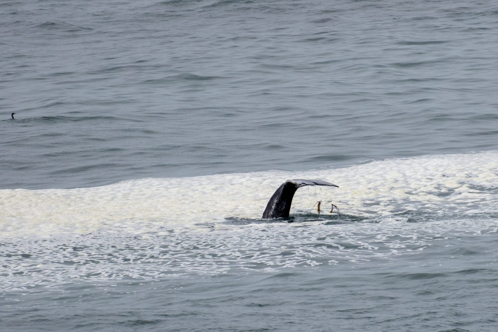 Record Whale Entanglements Show Urgent Need for Ocean Protection Record Whale Entanglements Show Urgent Need for Ocean Protection