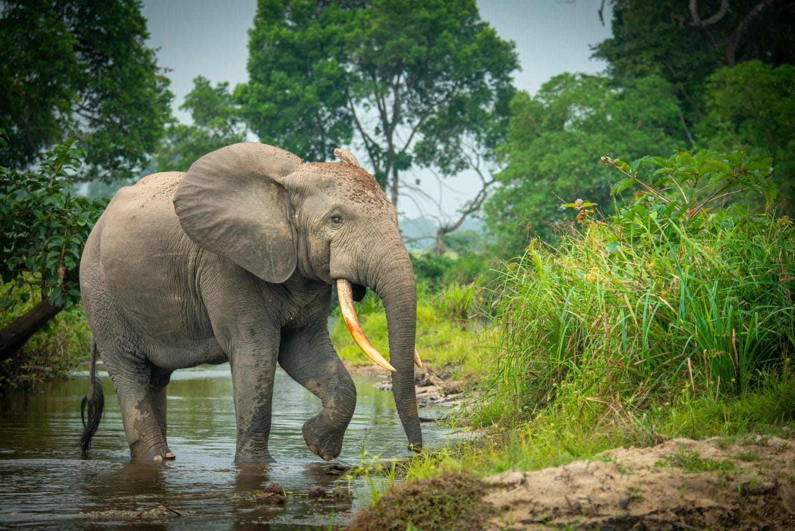 Tourist Sparks Outrage After Pouring Beer Down Elephant’s Trunk