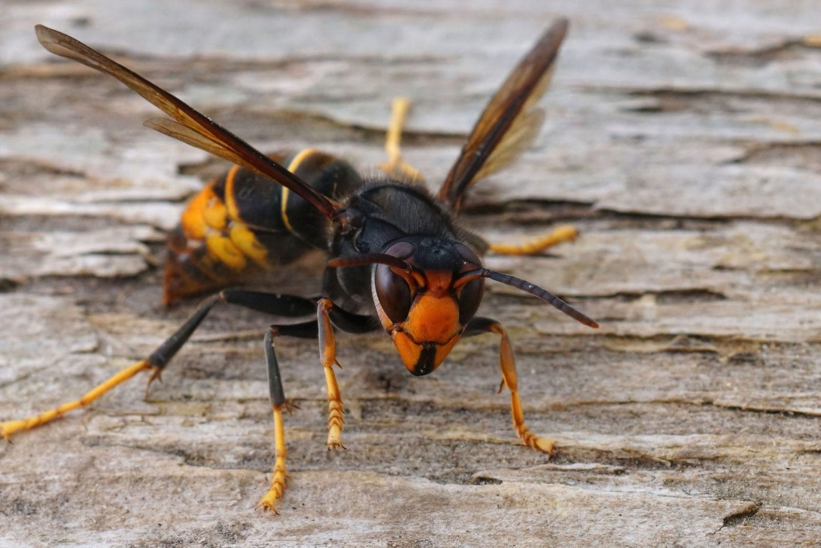 Asian Hornet Spotted in Ireland Sparks Biodiversity Warning Asian Hornet Spotted in Ireland Sparks Biodiversity Warning