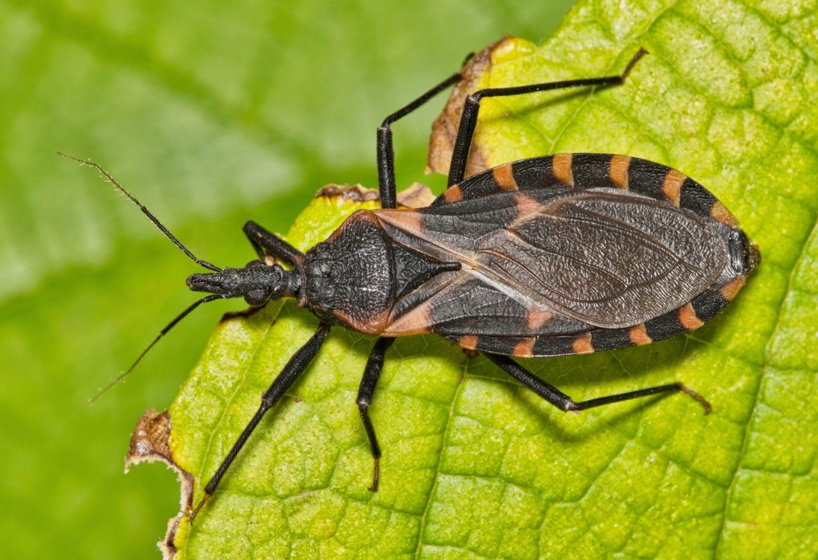 Chagas Disease Confirmed in California Raising Health Concerns