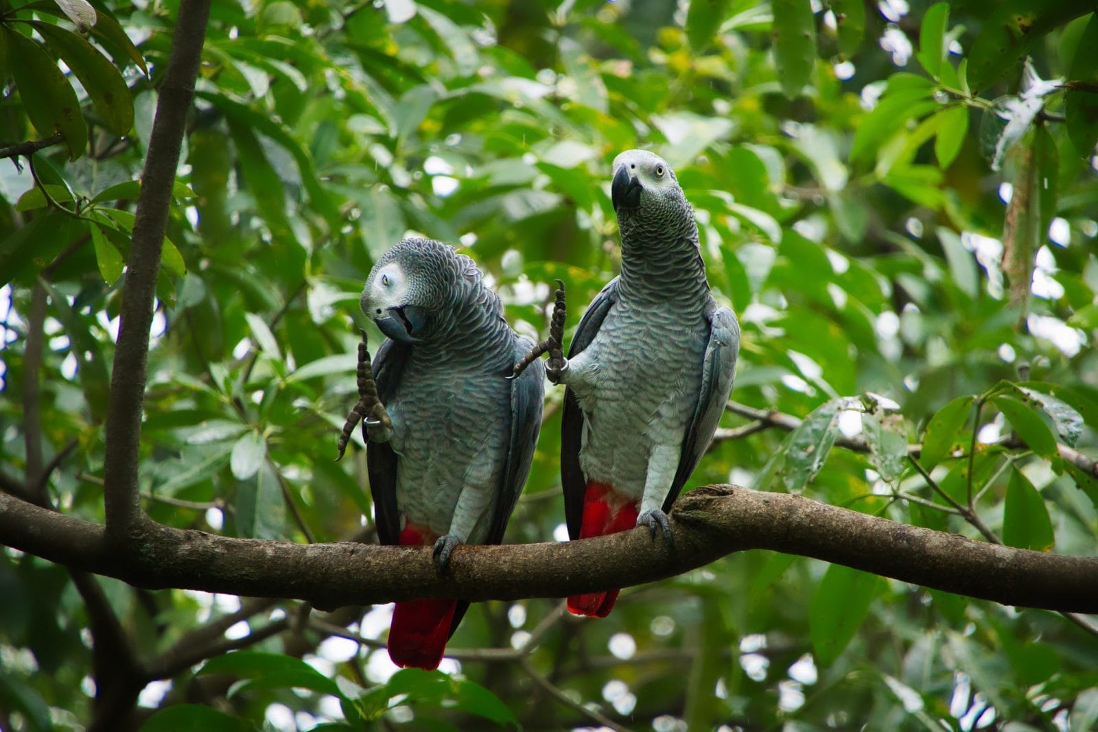 Petition: Don’t Let African Grey Parrots Vanish – Demand Action Now