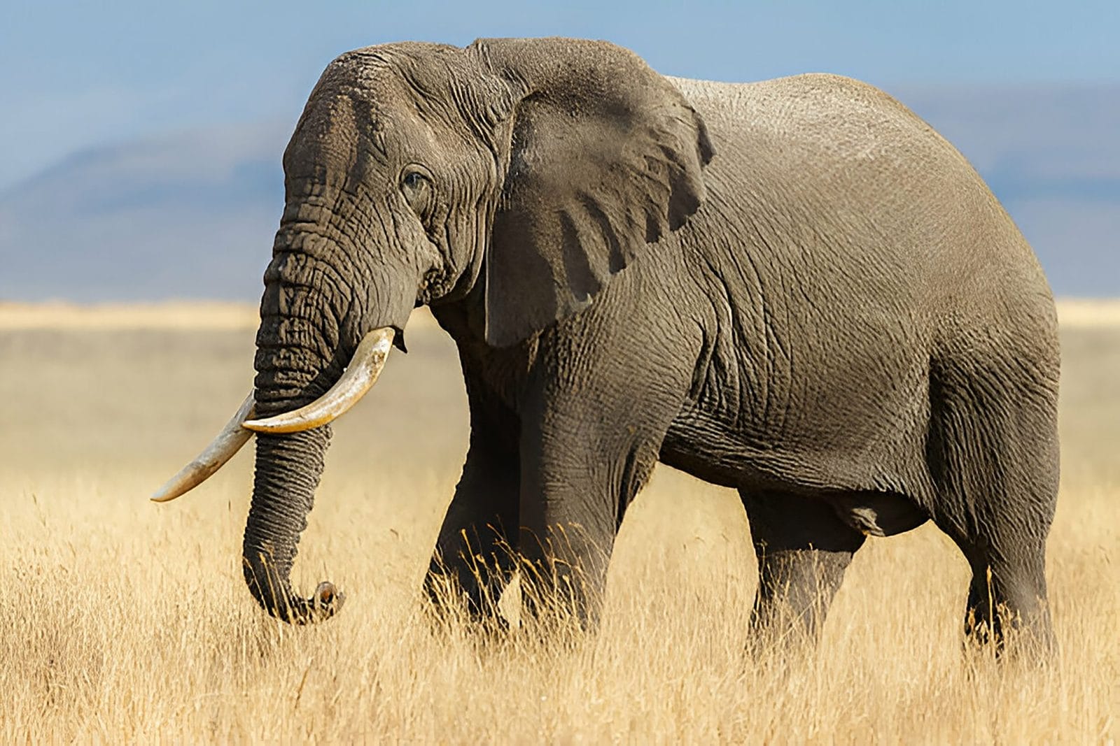 Argentina’s Last Captive Elephant Finds Freedom in Brazil Sanctuary