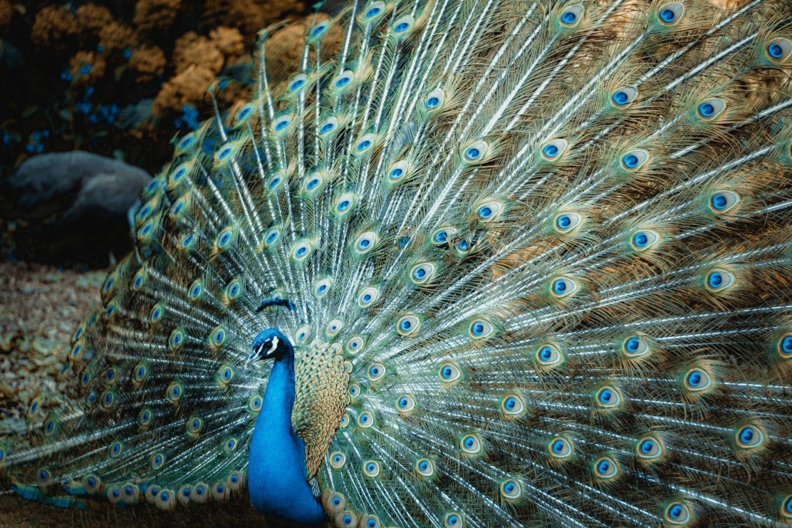 Florida Man Charged After Killing and Eating His Pet Peacocks Florida Man Charged After Killing and Eating His Pet Peacocks