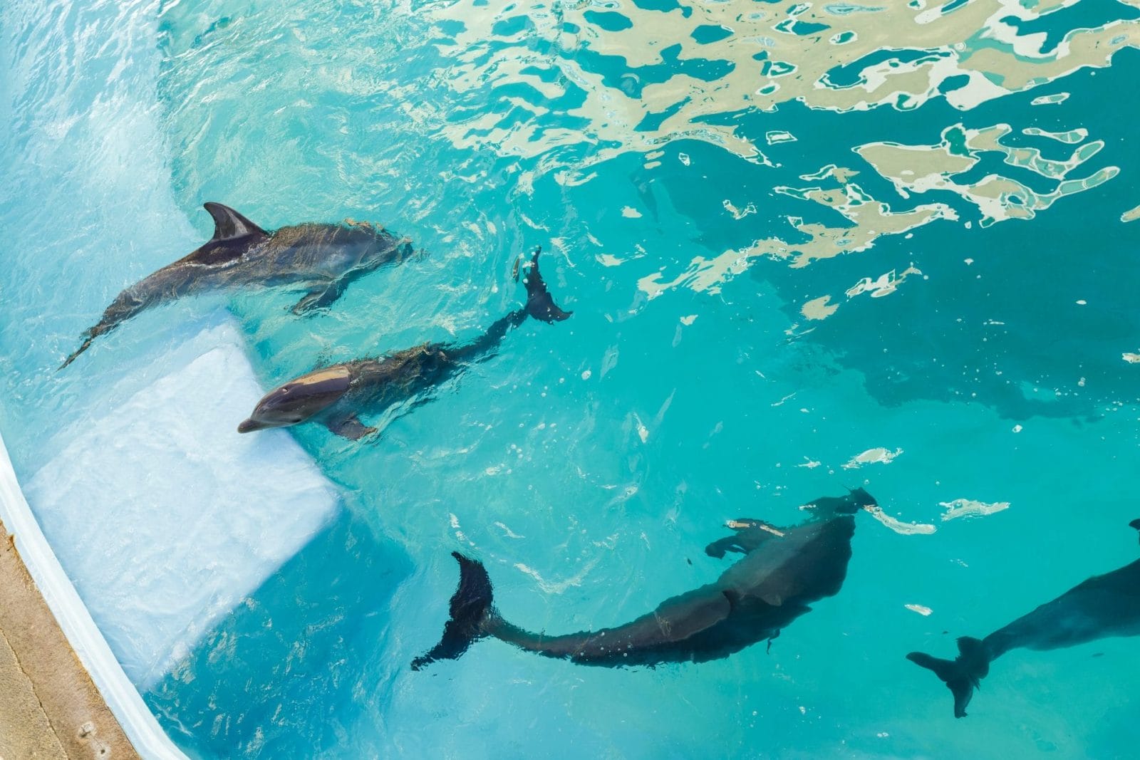 Mexico Ends Captive Dolphin Shows in Landmark Animal Welfare Move