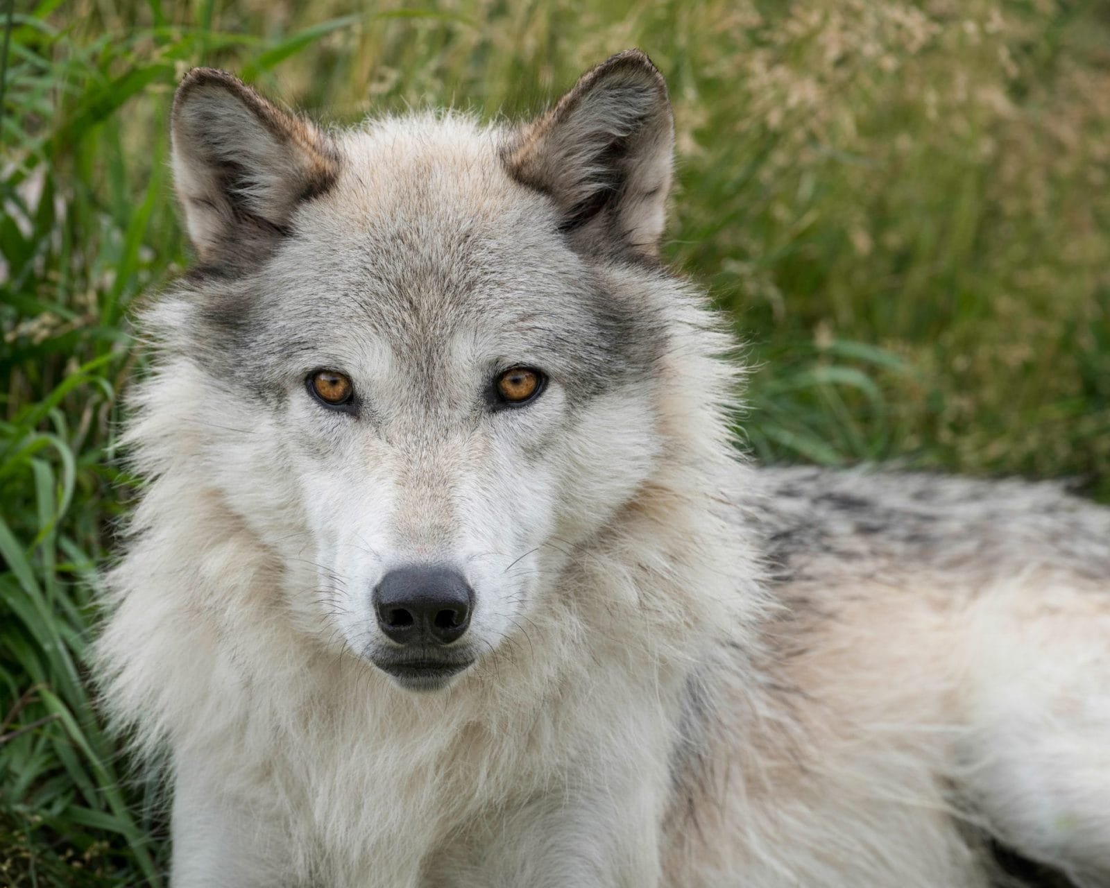 Petition: Wyoming Must End Unlimited, Cruel Wolf Killings Now