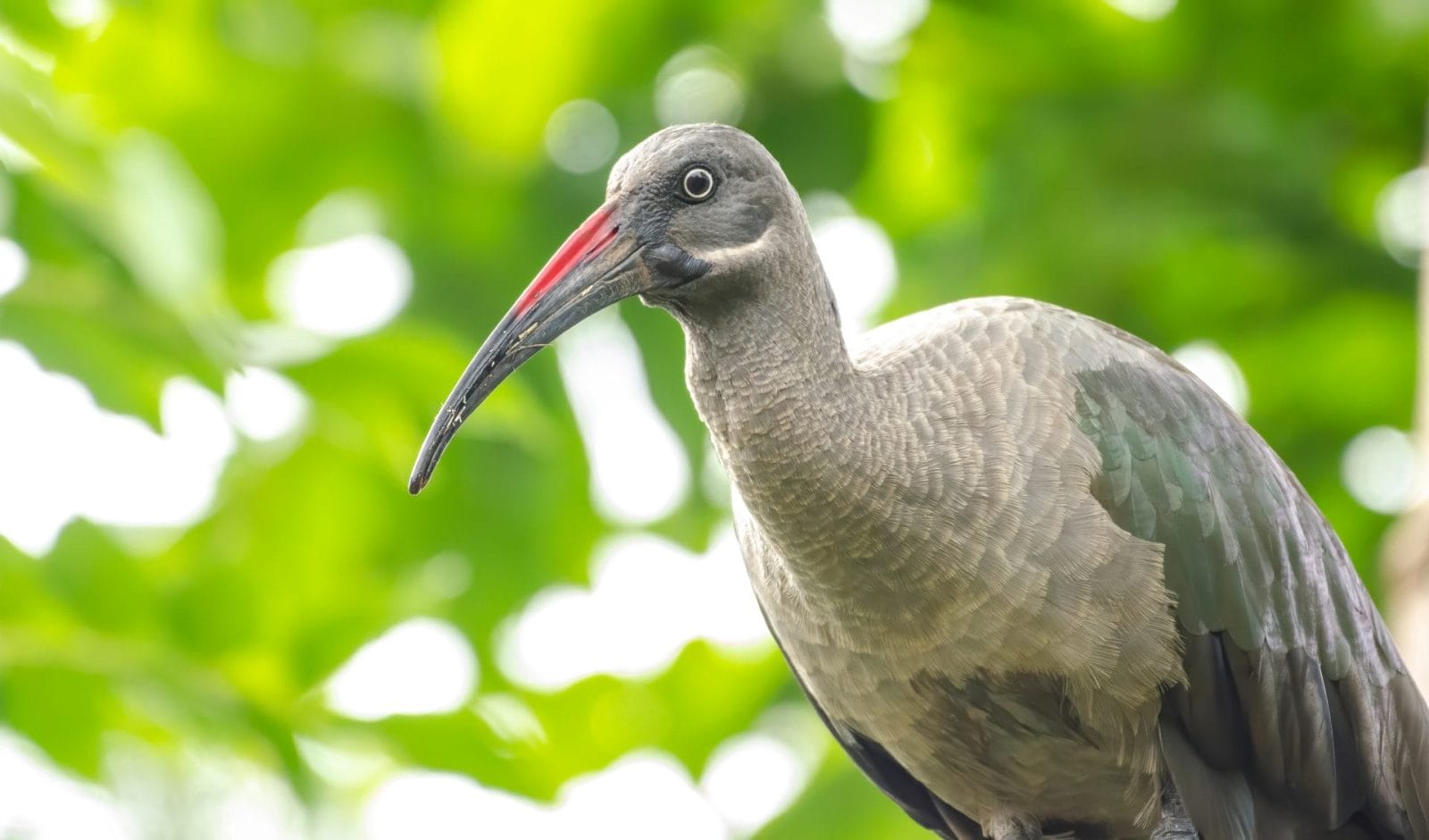 Nairobi’s Birdman Rescues Raptors While Dreaming of a Better Future