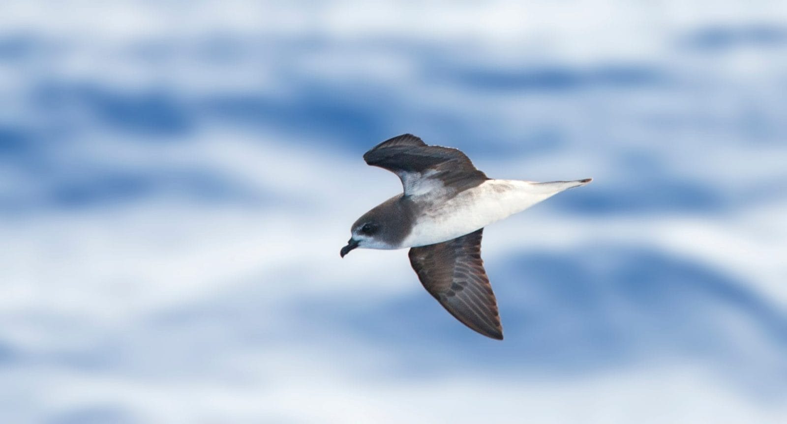 Meet The Seabirds That Fly Into Hurricanes for Survival
