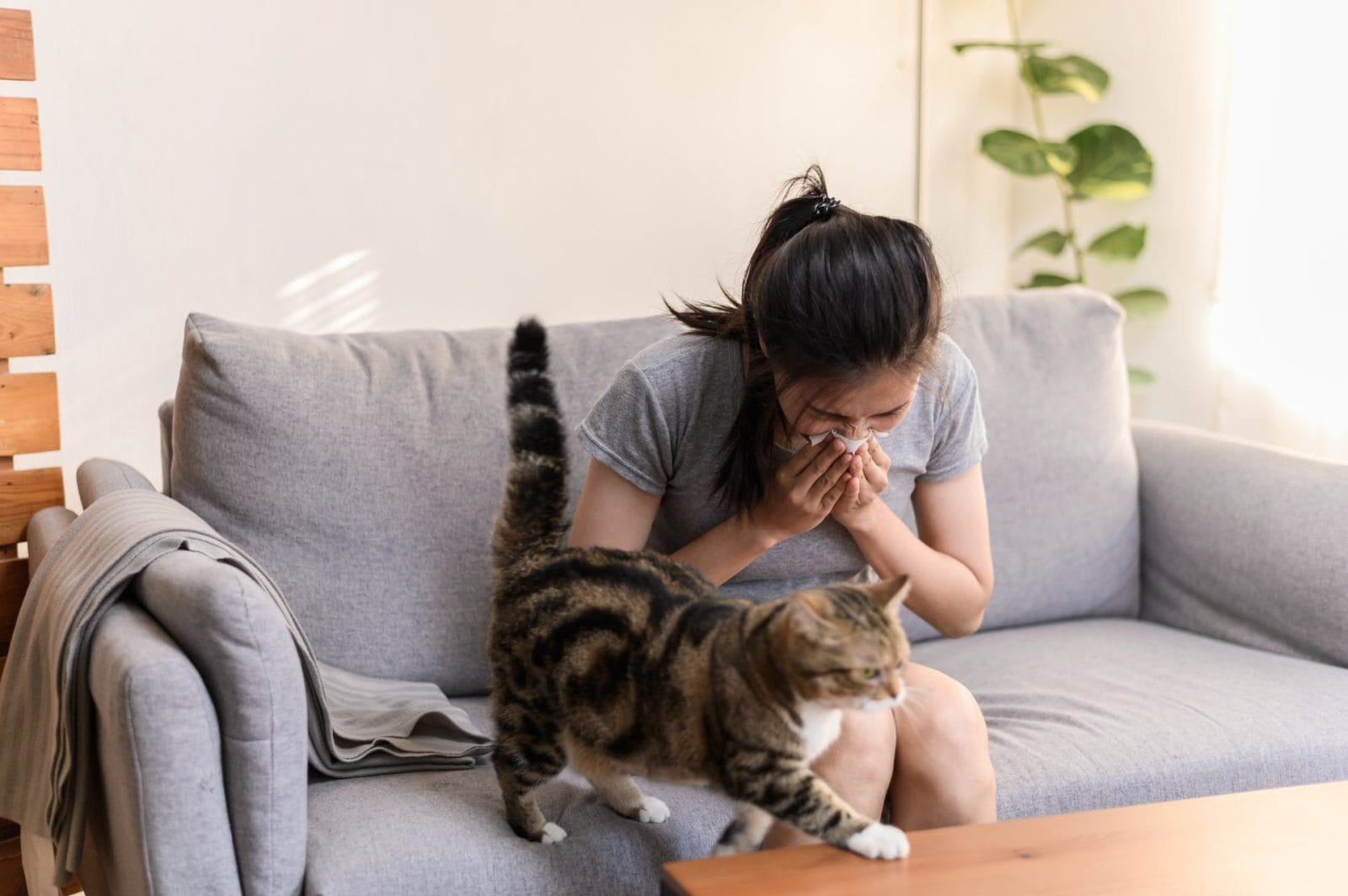アレルギーがあるときに猫と暮らす方法 – One Green Planet