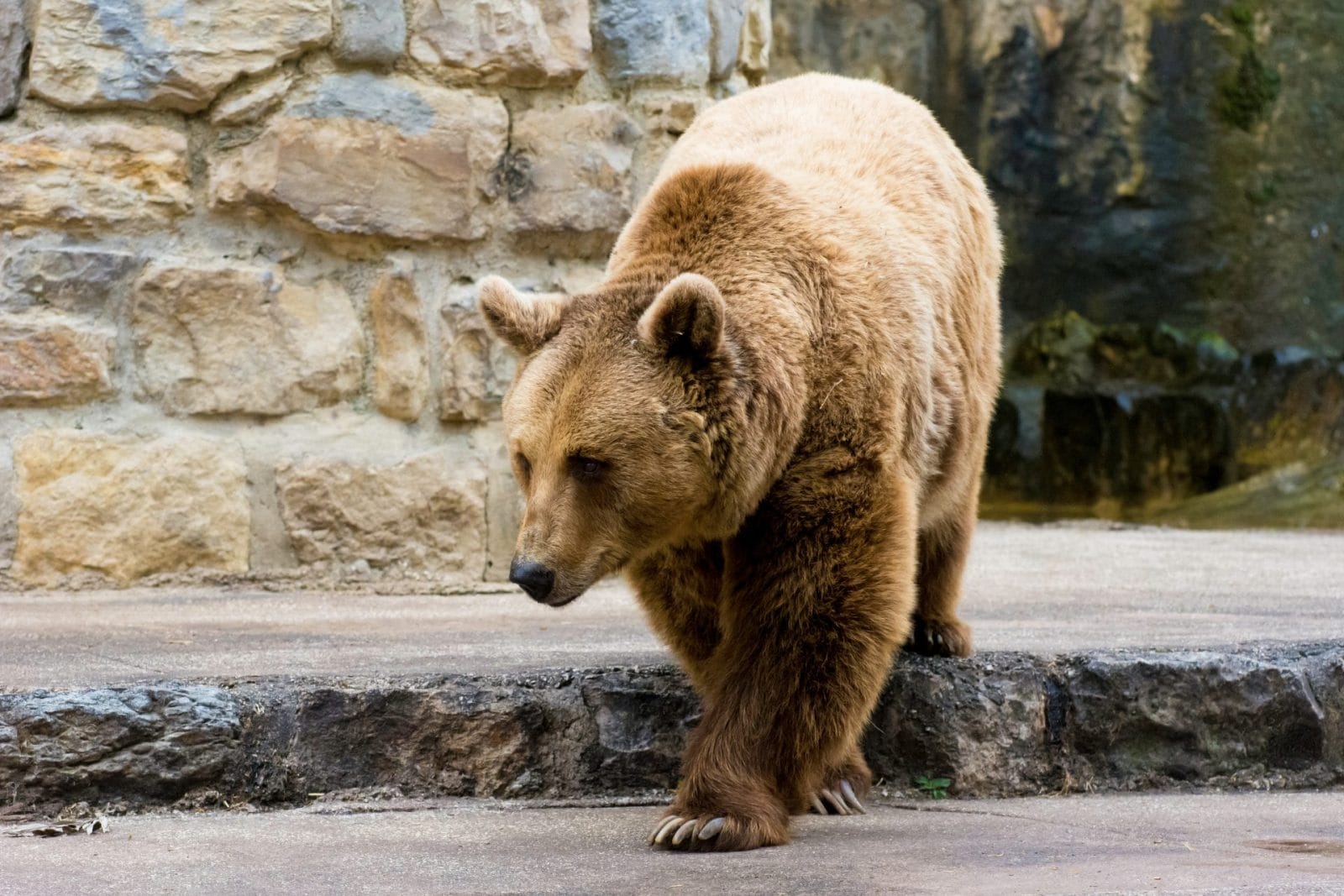 Long Island Zoo Closing After Years of Animal Neglect Allegations