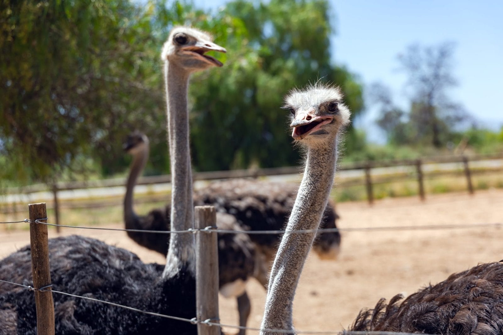 Petition: Canada Must Ban Cruel and Outdated Ostrich Farming Petition: Canada Must Ban Cruel and Outdated Ostrich Farming