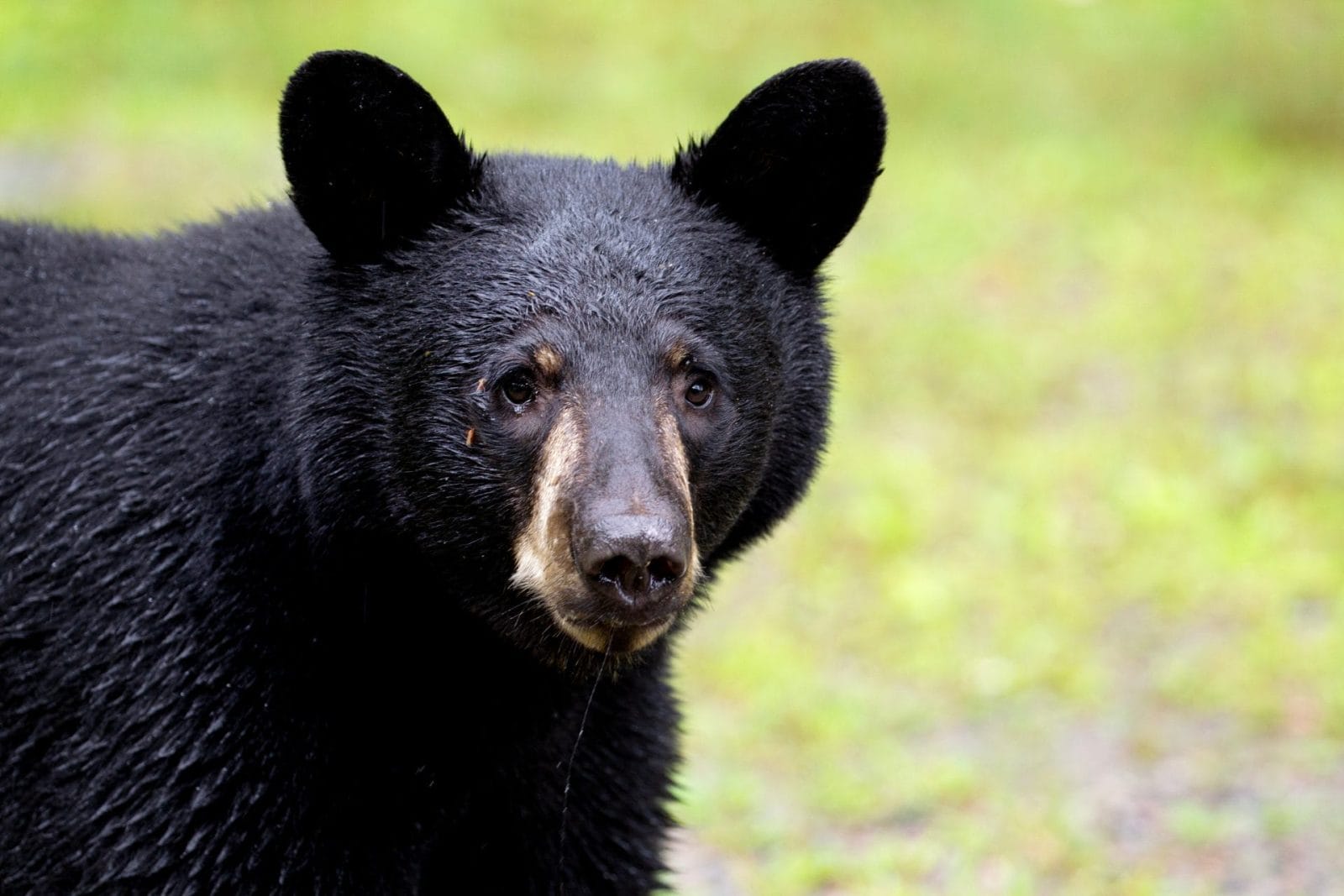 Petition: Stop California From Killing Hope the Mamma Bear