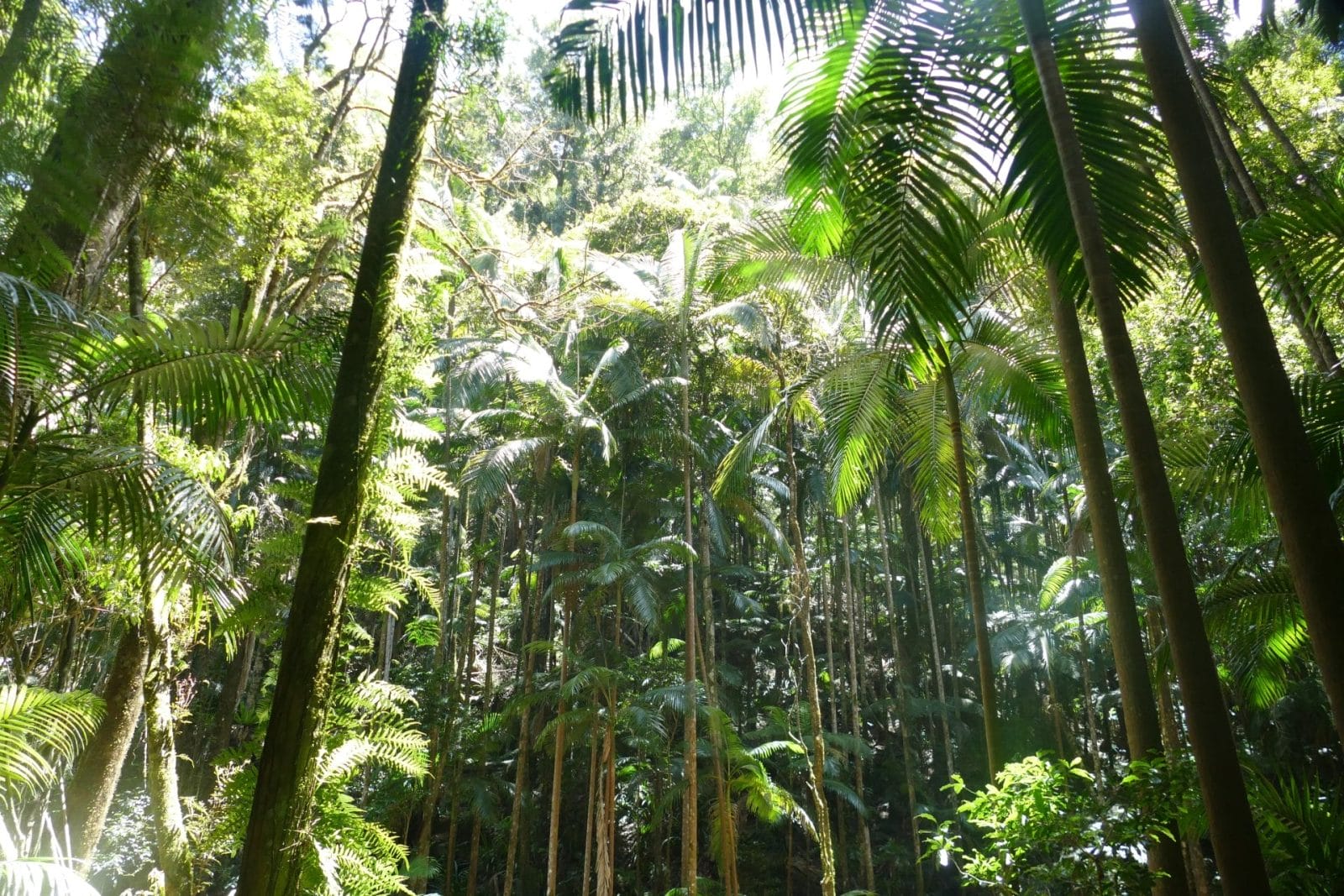 Australia's Rainforests Are Releasing Carbon Instead of Absorbing It,  Scientists Warn  One Green Planet
