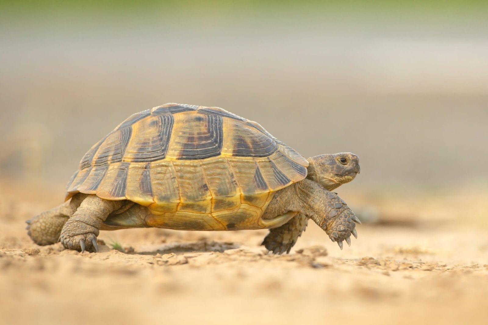 Why A Varied Diet Matters For Tortoise Wellbeing