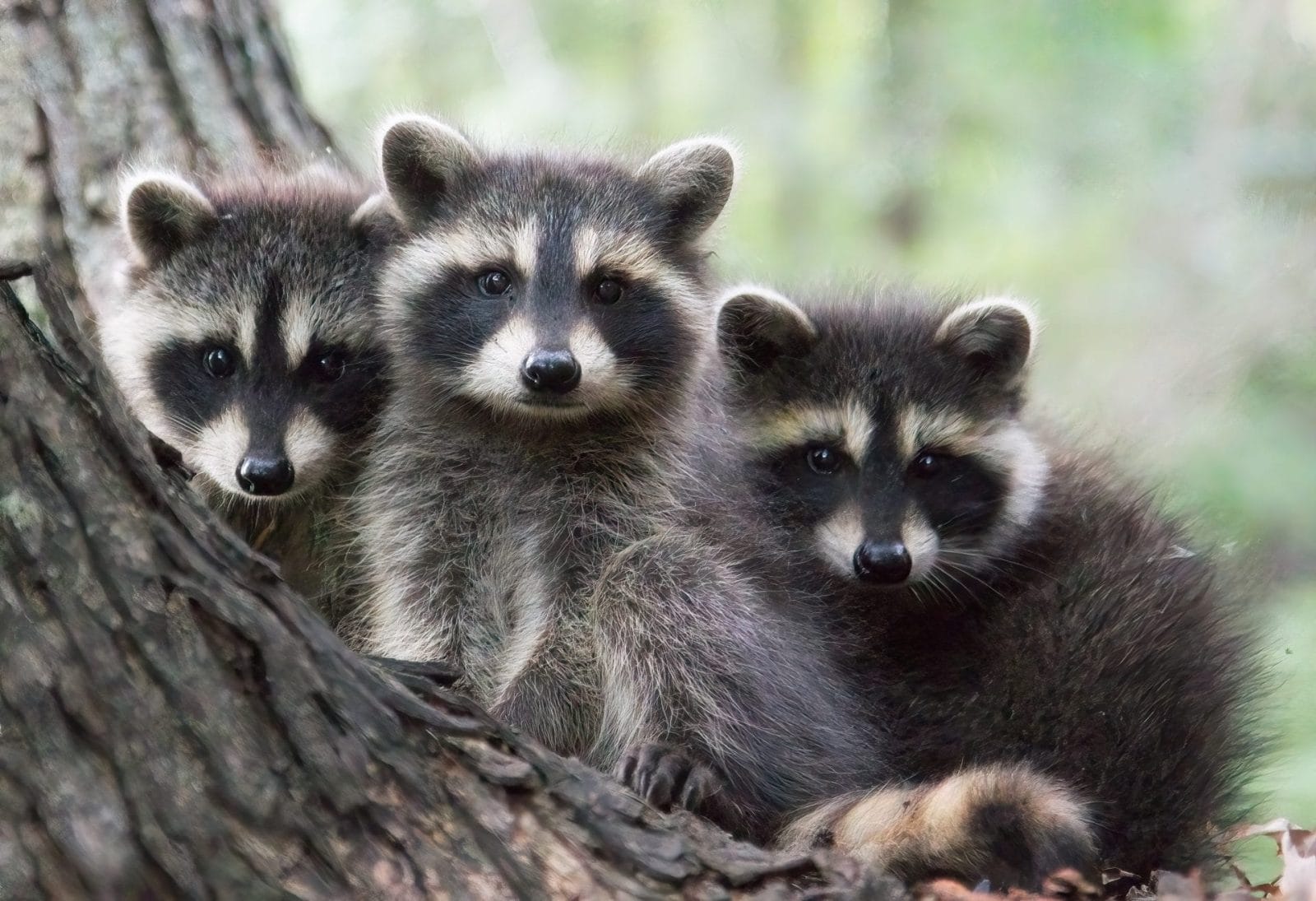 Raccoons Are Quietly Evolving In Our Cities And It Says A Lot About Us Raccoons Are Quietly Evolving In Our Cities And It Says A Lot About Us