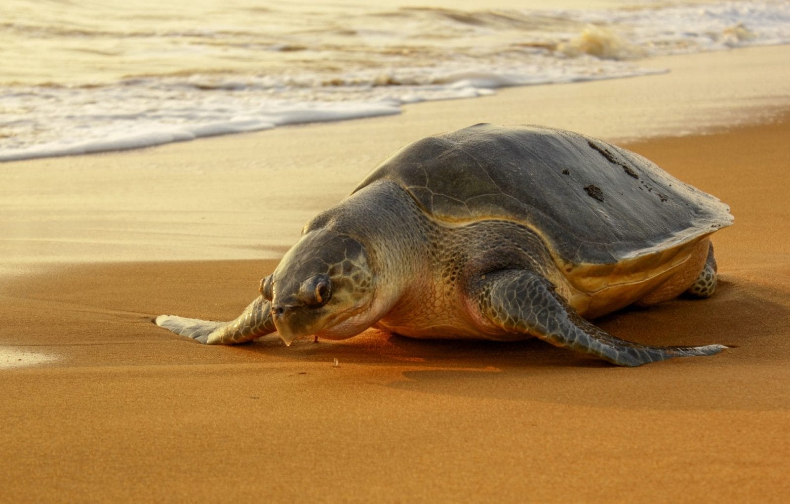 Olive Ridley Turtles Are Making A Hopeful Comeback In India